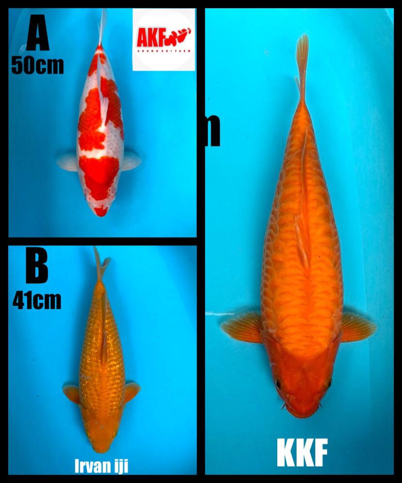 Lelang Koi Online, Jual Beli Ikan Koi, Pasar Koi Terbaik, Agen Lelang Koi, Penawaran Koi Berkualitas, Harga Jual Koi, Lelang Ikan Koi Import, Beli Koi Online, Jual Koi Murah, Koi Showroom, Penjual Koi Terpercaya, Lelang Koi Jakarta, Jual Koi Lokal, Koi Kualitas Unggul, Harga Terbaik Koi, Jual Koi Indukan, Lelang Ikan Hias Koi, Pasar Koi Indonesia, Beli Koi Berkualitas Tinggi, Koi Farm Terbesar, Jual Beli Koi Impor, Lelang Ikan Koi Kualitas Premium, Daftar Harga Koi Terbaru, Pusat Jual Beli Koi, Info Lelang Koi Hari Ini.