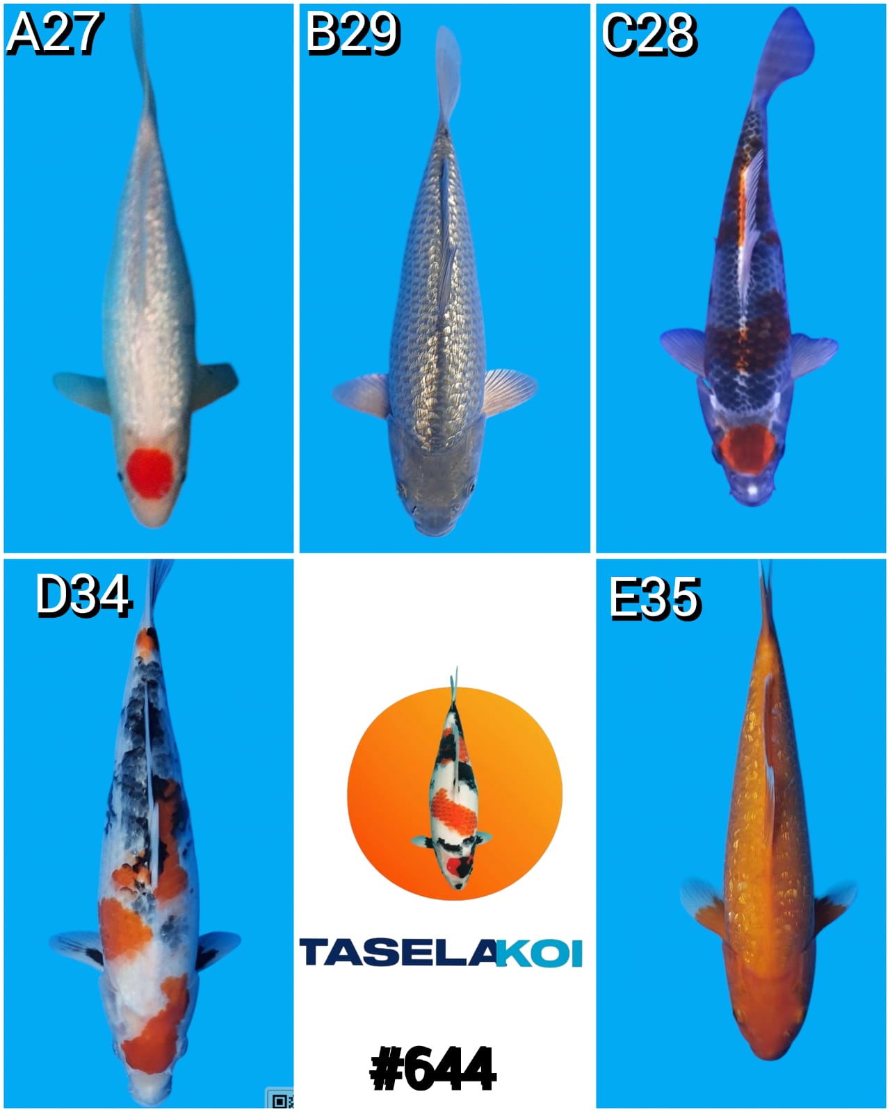 Lelang Koi Online, Jual Beli Ikan Koi, Pasar Koi Terbaik, Agen Lelang Koi, Penawaran Koi Berkualitas, Harga Jual Koi, Lelang Ikan Koi Import, Beli Koi Online, Jual Koi Murah, Koi Showroom, Penjual Koi Terpercaya, Lelang Koi Jakarta, Jual Koi Lokal, Koi Kualitas Unggul, Harga Terbaik Koi, Jual Koi Indukan, Lelang Ikan Hias Koi, Pasar Koi Indonesia, Beli Koi Berkualitas Tinggi, Koi Farm Terbesar, Jual Beli Koi Impor, Lelang Ikan Koi Kualitas Premium, Daftar Harga Koi Terbaru, Pusat Jual Beli Koi, Info Lelang Koi Hari Ini.