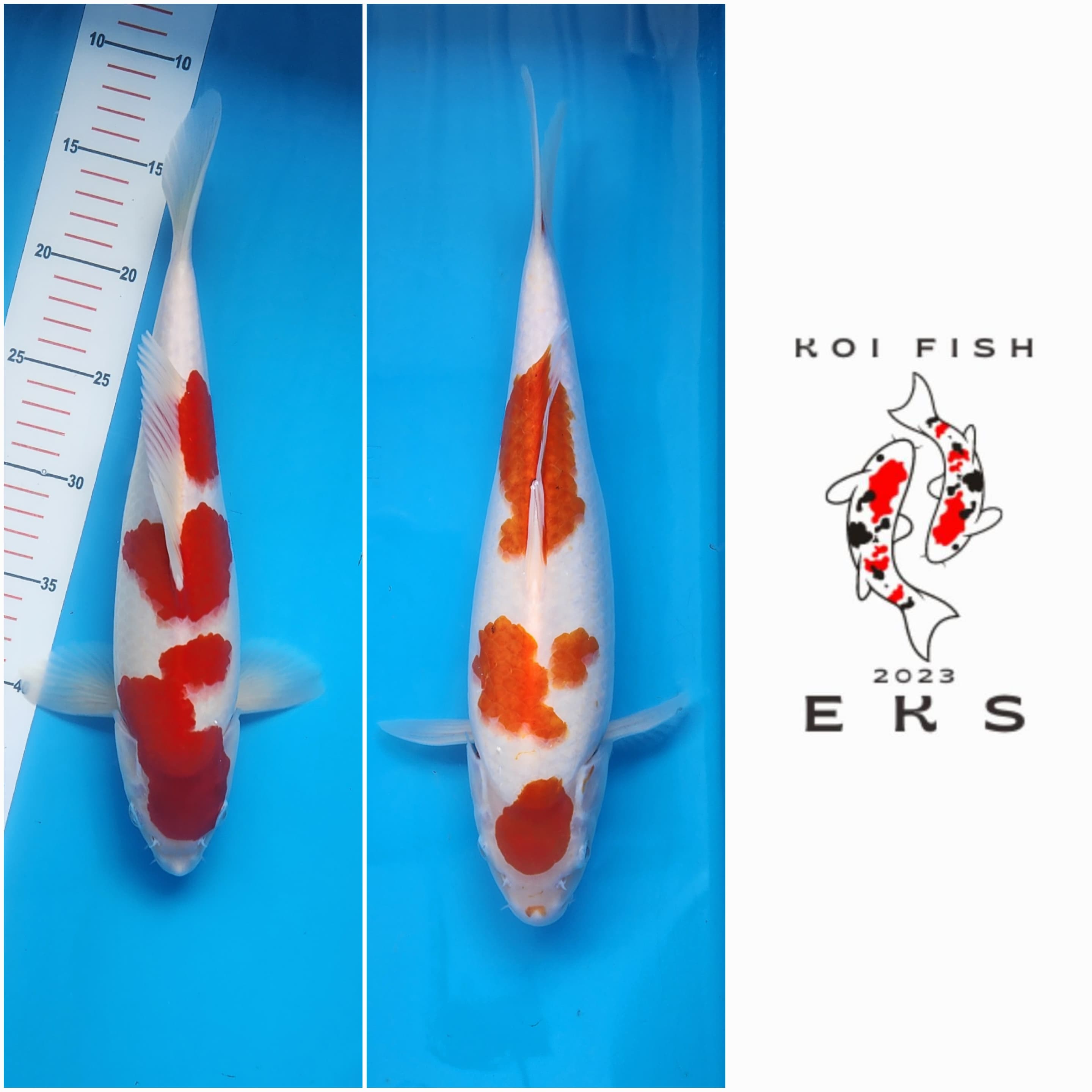 Lelang Koi Online, Jual Beli Ikan Koi, Pasar Koi Terbaik, Agen Lelang Koi, Penawaran Koi Berkualitas, Harga Jual Koi, Lelang Ikan Koi Import, Beli Koi Online, Jual Koi Murah, Koi Showroom, Penjual Koi Terpercaya, Lelang Koi Jakarta, Jual Koi Lokal, Koi Kualitas Unggul, Harga Terbaik Koi, Jual Koi Indukan, Lelang Ikan Hias Koi, Pasar Koi Indonesia, Beli Koi Berkualitas Tinggi, Koi Farm Terbesar, Jual Beli Koi Impor, Lelang Ikan Koi Kualitas Premium, Daftar Harga Koi Terbaru, Pusat Jual Beli Koi, Info Lelang Koi Hari Ini.