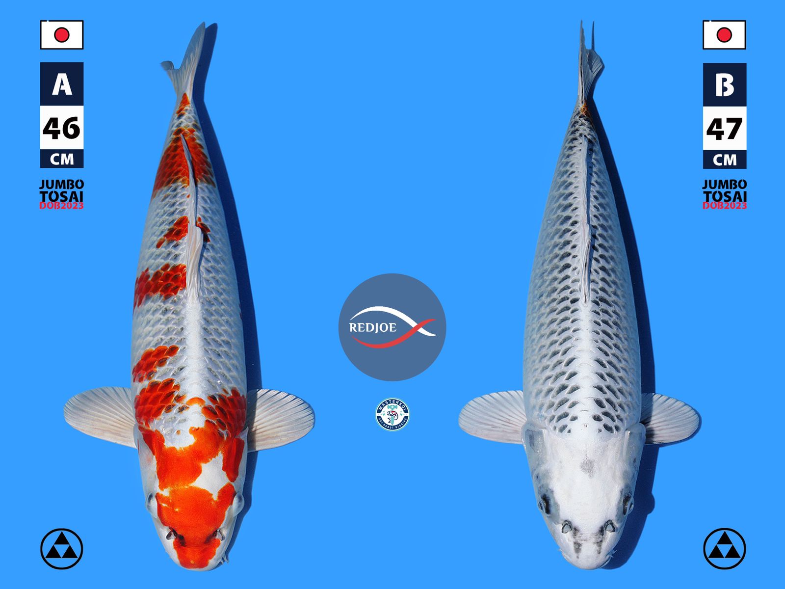 Lelang Koi Online, Jual Beli Ikan Koi, Pasar Koi Terbaik, Agen Lelang Koi, Penawaran Koi Berkualitas, Harga Jual Koi, Lelang Ikan Koi Import, Beli Koi Online, Jual Koi Murah, Koi Showroom, Penjual Koi Terpercaya, Lelang Koi Jakarta, Jual Koi Lokal, Koi Kualitas Unggul, Harga Terbaik Koi, Jual Koi Indukan, Lelang Ikan Hias Koi, Pasar Koi Indonesia, Beli Koi Berkualitas Tinggi, Koi Farm Terbesar, Jual Beli Koi Impor, Lelang Ikan Koi Kualitas Premium, Daftar Harga Koi Terbaru, Pusat Jual Beli Koi, Info Lelang Koi Hari Ini.