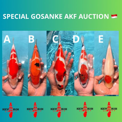 Lelang Koi Online, Jual Beli Ikan Koi, Pasar Koi Terbaik, Agen Lelang Koi, Penawaran Koi Berkualitas, Harga Jual Koi, Lelang Ikan Koi Import, Beli Koi Online, Jual Koi Murah, Koi Showroom, Penjual Koi Terpercaya, Lelang Koi Jakarta, Jual Koi Lokal, Koi Kualitas Unggul, Harga Terbaik Koi, Jual Koi Indukan, Lelang Ikan Hias Koi, Pasar Koi Indonesia, Beli Koi Berkualitas Tinggi, Koi Farm Terbesar, Jual Beli Koi Impor, Lelang Ikan Koi Kualitas Premium, Daftar Harga Koi Terbaru, Pusat Jual Beli Koi, Info Lelang Koi Hari Ini.