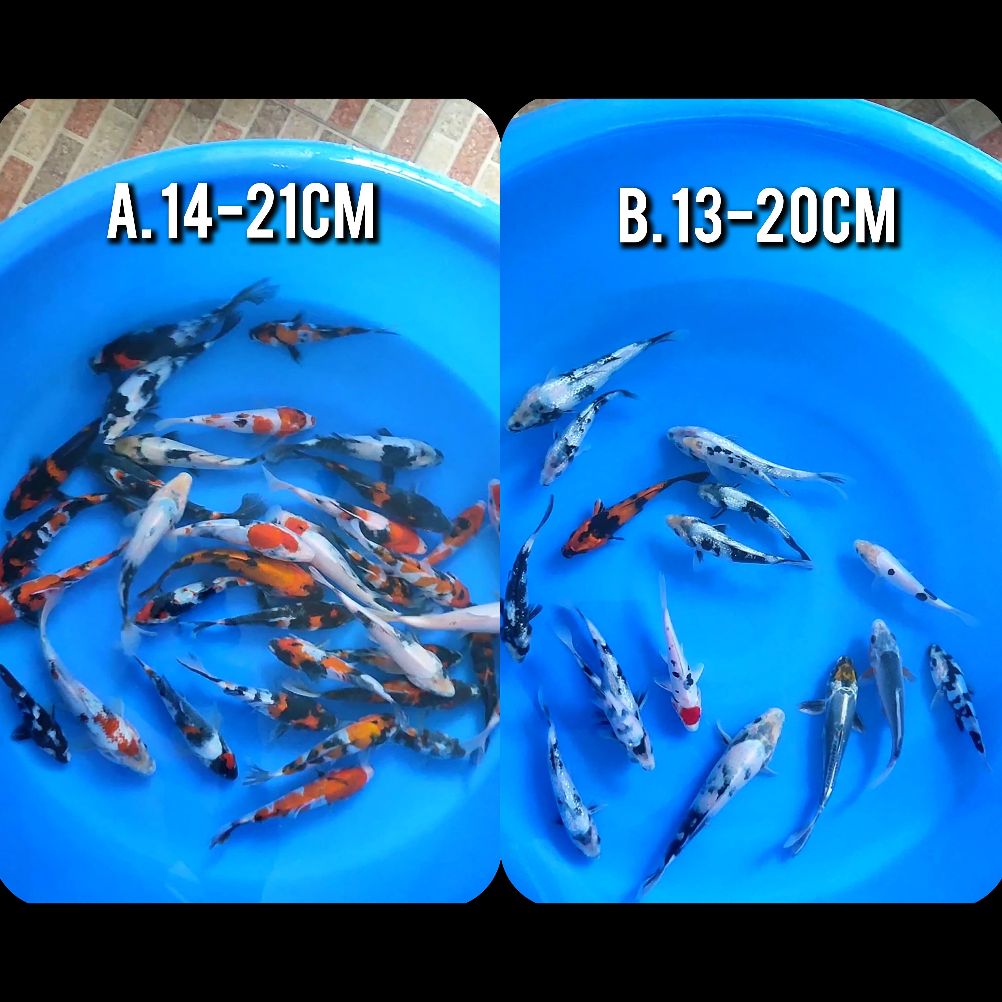 Lelang Koi Online, Jual Beli Ikan Koi, Pasar Koi Terbaik, Agen Lelang Koi, Penawaran Koi Berkualitas, Harga Jual Koi, Lelang Ikan Koi Import, Beli Koi Online, Jual Koi Murah, Koi Showroom, Penjual Koi Terpercaya, Lelang Koi Jakarta, Jual Koi Lokal, Koi Kualitas Unggul, Harga Terbaik Koi, Jual Koi Indukan, Lelang Ikan Hias Koi, Pasar Koi Indonesia, Beli Koi Berkualitas Tinggi, Koi Farm Terbesar, Jual Beli Koi Impor, Lelang Ikan Koi Kualitas Premium, Daftar Harga Koi Terbaru, Pusat Jual Beli Koi, Info Lelang Koi Hari Ini.