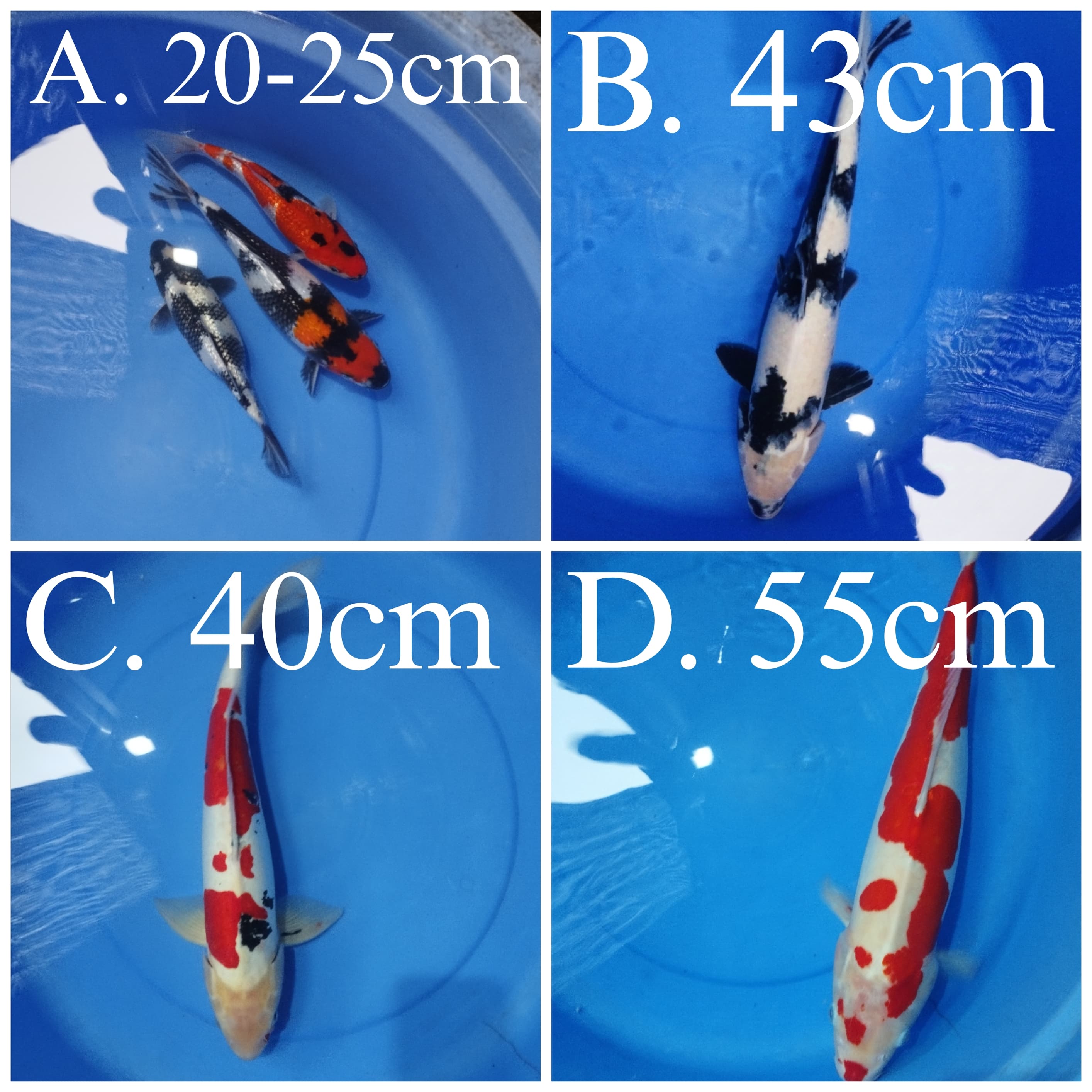 Lelang Koi Online, Jual Beli Ikan Koi, Pasar Koi Terbaik, Agen Lelang Koi, Penawaran Koi Berkualitas, Harga Jual Koi, Lelang Ikan Koi Import, Beli Koi Online, Jual Koi Murah, Koi Showroom, Penjual Koi Terpercaya, Lelang Koi Jakarta, Jual Koi Lokal, Koi Kualitas Unggul, Harga Terbaik Koi, Jual Koi Indukan, Lelang Ikan Hias Koi, Pasar Koi Indonesia, Beli Koi Berkualitas Tinggi, Koi Farm Terbesar, Jual Beli Koi Impor, Lelang Ikan Koi Kualitas Premium, Daftar Harga Koi Terbaru, Pusat Jual Beli Koi, Info Lelang Koi Hari Ini.