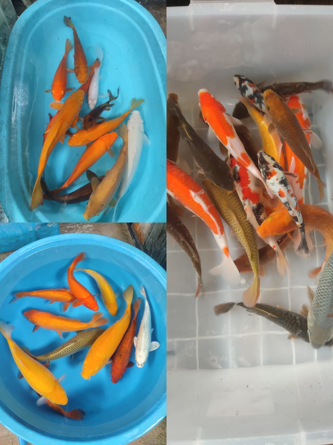 Lelang Koi Online, Jual Beli Ikan Koi, Pasar Koi Terbaik, Agen Lelang Koi, Penawaran Koi Berkualitas, Harga Jual Koi, Lelang Ikan Koi Import, Beli Koi Online, Jual Koi Murah, Koi Showroom, Penjual Koi Terpercaya, Lelang Koi Jakarta, Jual Koi Lokal, Koi Kualitas Unggul, Harga Terbaik Koi, Jual Koi Indukan, Lelang Ikan Hias Koi, Pasar Koi Indonesia, Beli Koi Berkualitas Tinggi, Koi Farm Terbesar, Jual Beli Koi Impor, Lelang Ikan Koi Kualitas Premium, Daftar Harga Koi Terbaru, Pusat Jual Beli Koi, Info Lelang Koi Hari Ini.