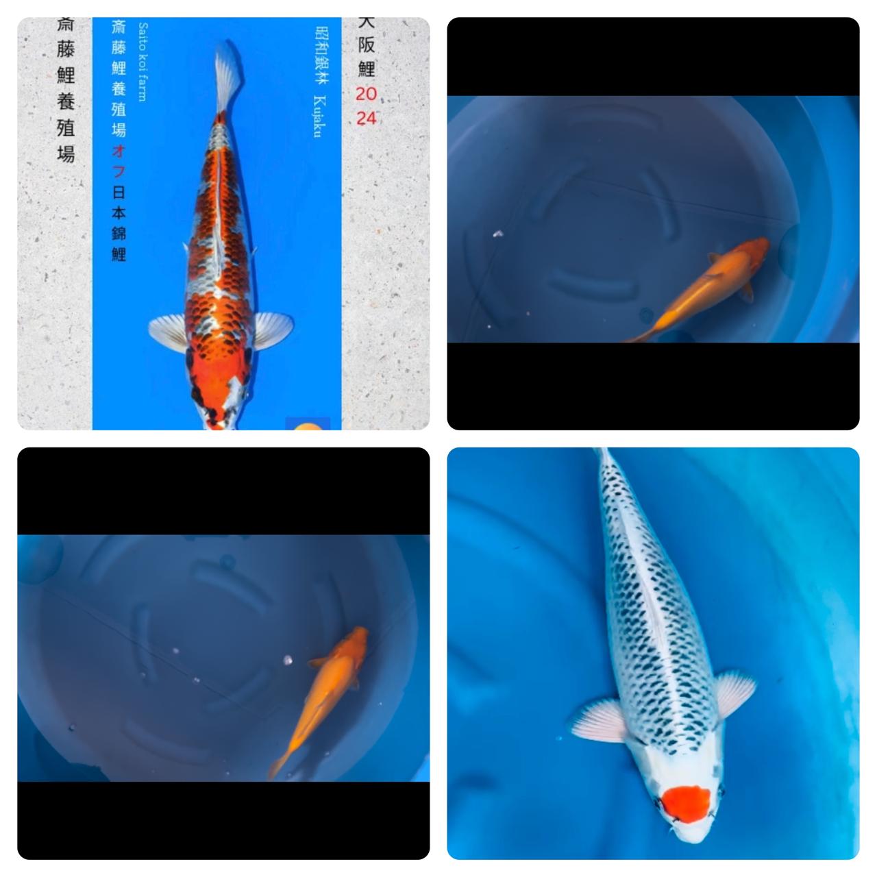 Lelang Koi Online, Jual Beli Ikan Koi, Pasar Koi Terbaik, Agen Lelang Koi, Penawaran Koi Berkualitas, Harga Jual Koi, Lelang Ikan Koi Import, Beli Koi Online, Jual Koi Murah, Koi Showroom, Penjual Koi Terpercaya, Lelang Koi Jakarta, Jual Koi Lokal, Koi Kualitas Unggul, Harga Terbaik Koi, Jual Koi Indukan, Lelang Ikan Hias Koi, Pasar Koi Indonesia, Beli Koi Berkualitas Tinggi, Koi Farm Terbesar, Jual Beli Koi Impor, Lelang Ikan Koi Kualitas Premium, Daftar Harga Koi Terbaru, Pusat Jual Beli Koi, Info Lelang Koi Hari Ini.