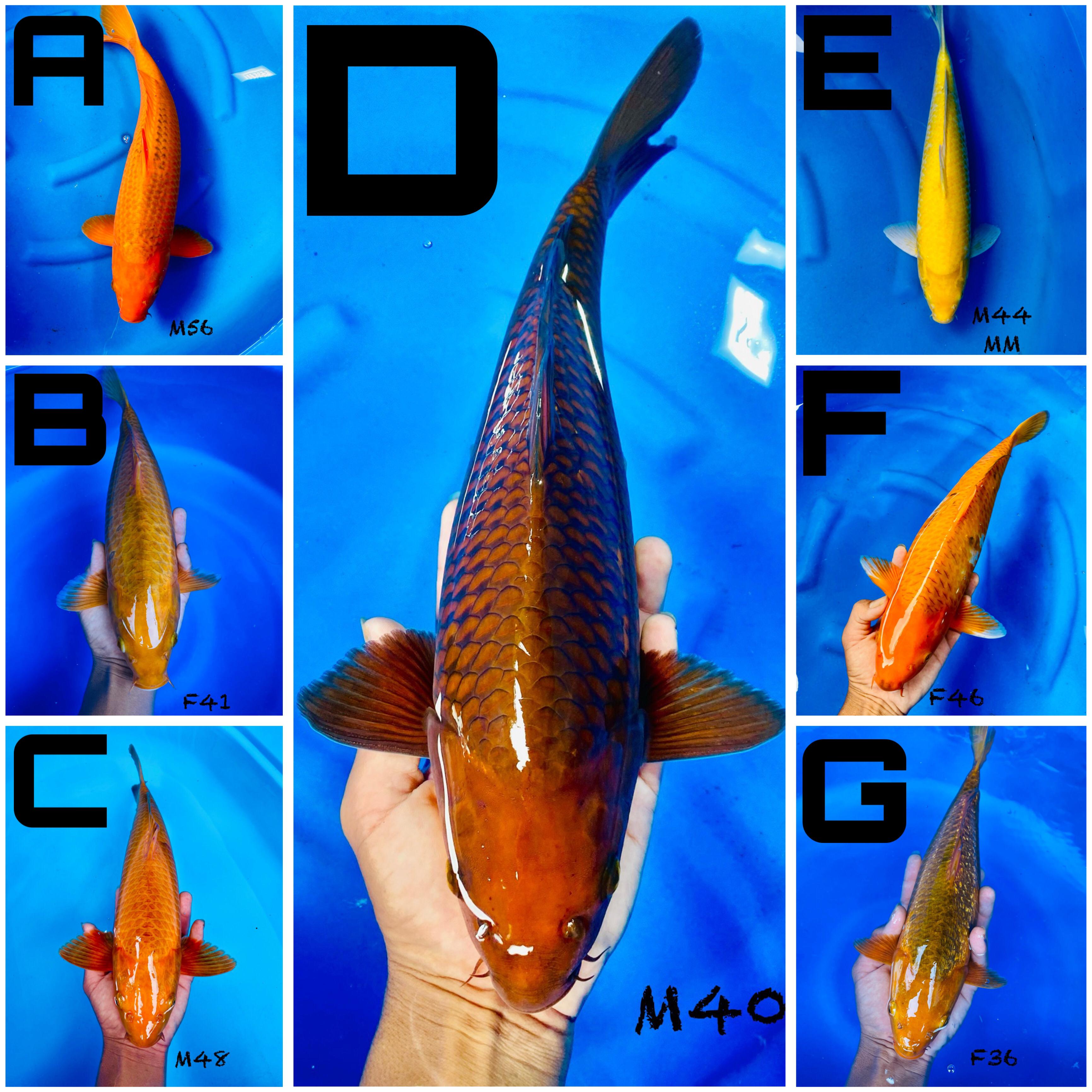 Lelang Koi Online, Jual Beli Ikan Koi, Pasar Koi Terbaik, Agen Lelang Koi, Penawaran Koi Berkualitas, Harga Jual Koi, Lelang Ikan Koi Import, Beli Koi Online, Jual Koi Murah, Koi Showroom, Penjual Koi Terpercaya, Lelang Koi Jakarta, Jual Koi Lokal, Koi Kualitas Unggul, Harga Terbaik Koi, Jual Koi Indukan, Lelang Ikan Hias Koi, Pasar Koi Indonesia, Beli Koi Berkualitas Tinggi, Koi Farm Terbesar, Jual Beli Koi Impor, Lelang Ikan Koi Kualitas Premium, Daftar Harga Koi Terbaru, Pusat Jual Beli Koi, Info Lelang Koi Hari Ini.