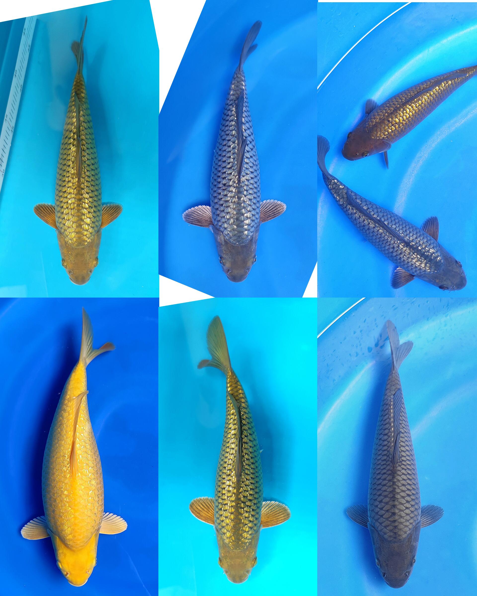 Lelang Koi Online, Jual Beli Ikan Koi, Pasar Koi Terbaik, Agen Lelang Koi, Penawaran Koi Berkualitas, Harga Jual Koi, Lelang Ikan Koi Import, Beli Koi Online, Jual Koi Murah, Koi Showroom, Penjual Koi Terpercaya, Lelang Koi Jakarta, Jual Koi Lokal, Koi Kualitas Unggul, Harga Terbaik Koi, Jual Koi Indukan, Lelang Ikan Hias Koi, Pasar Koi Indonesia, Beli Koi Berkualitas Tinggi, Koi Farm Terbesar, Jual Beli Koi Impor, Lelang Ikan Koi Kualitas Premium, Daftar Harga Koi Terbaru, Pusat Jual Beli Koi, Info Lelang Koi Hari Ini.