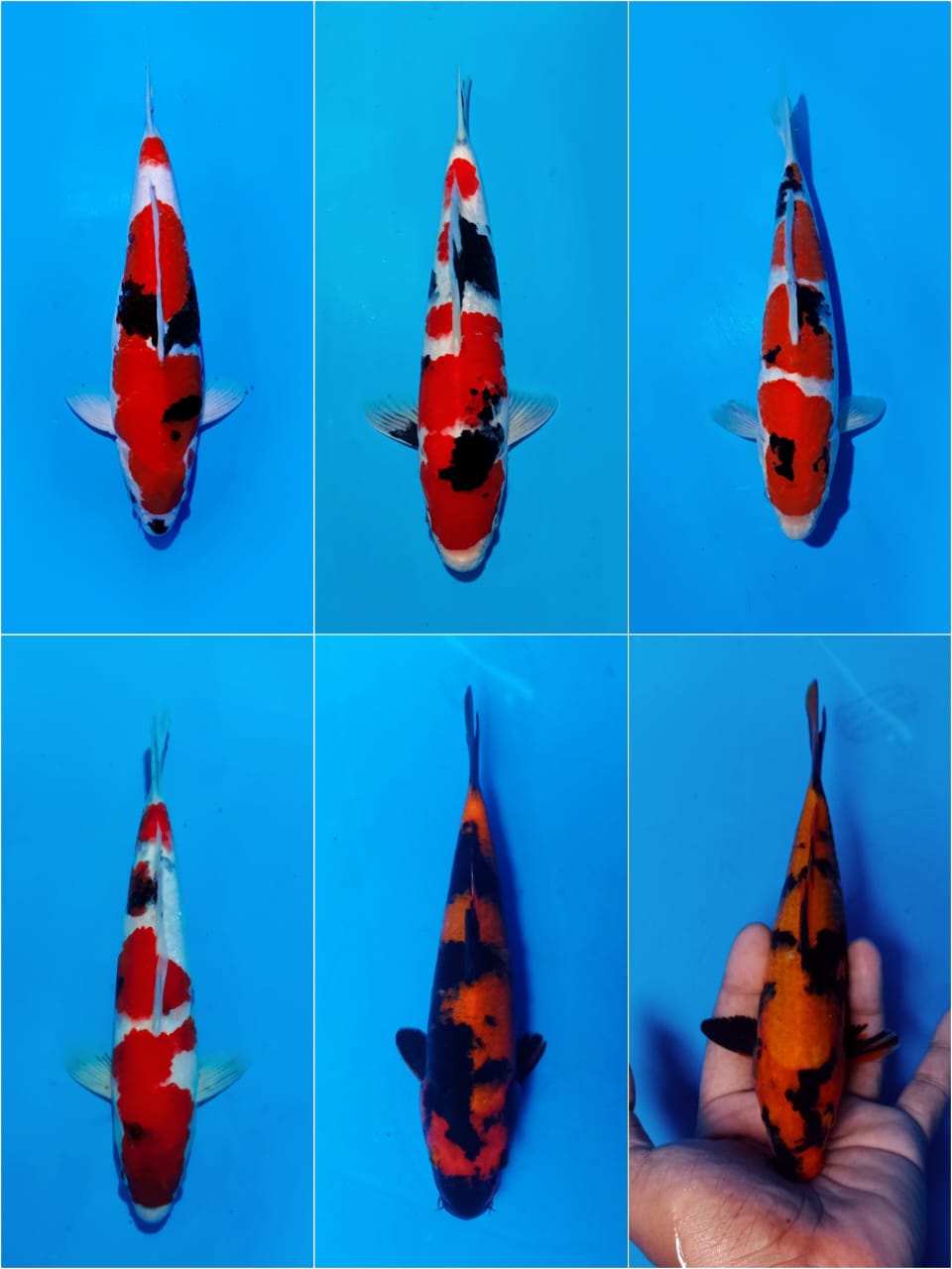 Lelang Koi Online, Jual Beli Ikan Koi, Pasar Koi Terbaik, Agen Lelang Koi, Penawaran Koi Berkualitas, Harga Jual Koi, Lelang Ikan Koi Import, Beli Koi Online, Jual Koi Murah, Koi Showroom, Penjual Koi Terpercaya, Lelang Koi Jakarta, Jual Koi Lokal, Koi Kualitas Unggul, Harga Terbaik Koi, Jual Koi Indukan, Lelang Ikan Hias Koi, Pasar Koi Indonesia, Beli Koi Berkualitas Tinggi, Koi Farm Terbesar, Jual Beli Koi Impor, Lelang Ikan Koi Kualitas Premium, Daftar Harga Koi Terbaru, Pusat Jual Beli Koi, Info Lelang Koi Hari Ini.