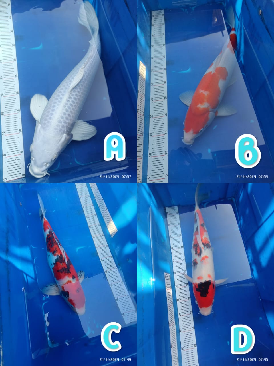 Lelang Koi Online, Jual Beli Ikan Koi, Pasar Koi Terbaik, Agen Lelang Koi, Penawaran Koi Berkualitas, Harga Jual Koi, Lelang Ikan Koi Import, Beli Koi Online, Jual Koi Murah, Koi Showroom, Penjual Koi Terpercaya, Lelang Koi Jakarta, Jual Koi Lokal, Koi Kualitas Unggul, Harga Terbaik Koi, Jual Koi Indukan, Lelang Ikan Hias Koi, Pasar Koi Indonesia, Beli Koi Berkualitas Tinggi, Koi Farm Terbesar, Jual Beli Koi Impor, Lelang Ikan Koi Kualitas Premium, Daftar Harga Koi Terbaru, Pusat Jual Beli Koi, Info Lelang Koi Hari Ini.