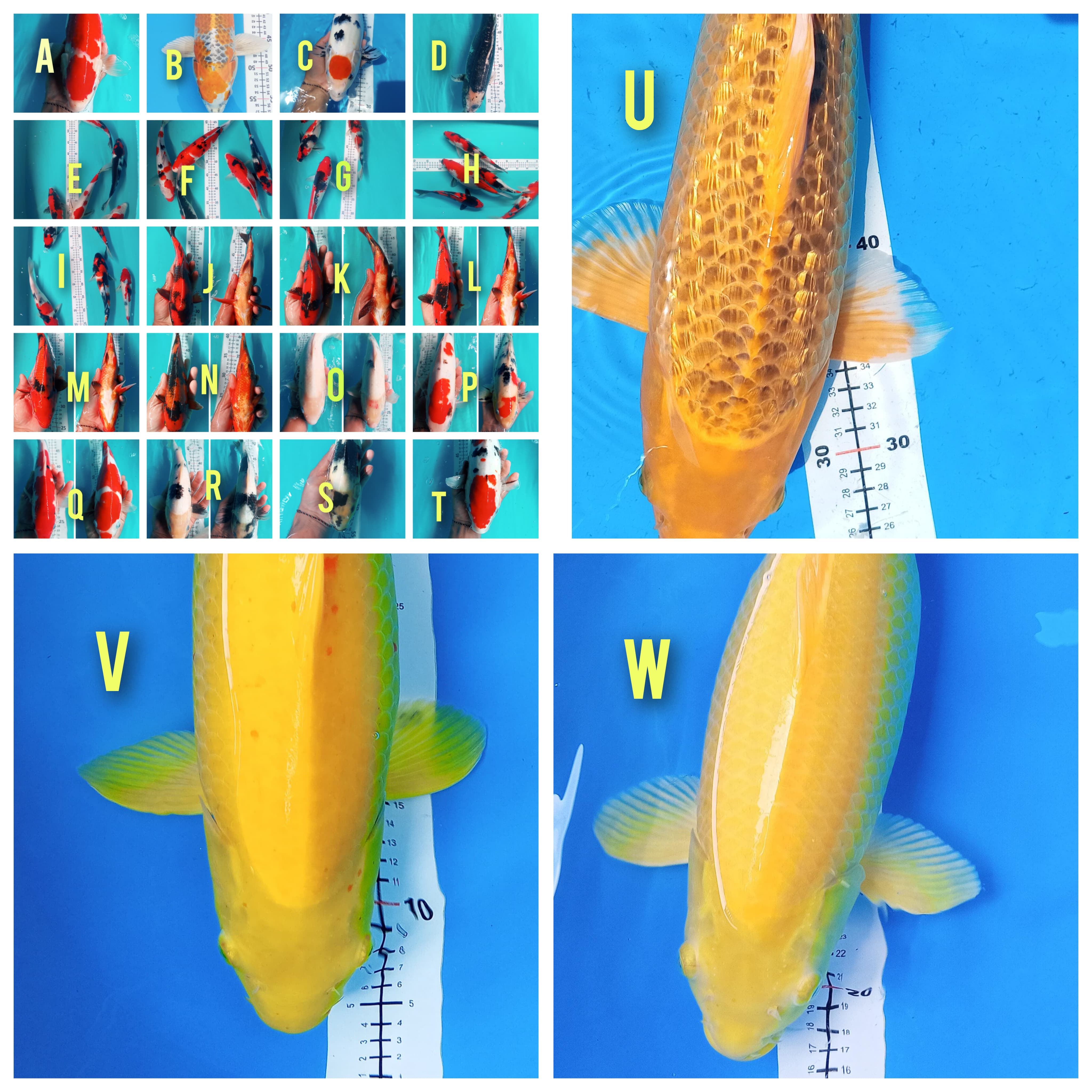 Lelang Koi Online, Jual Beli Ikan Koi, Pasar Koi Terbaik, Agen Lelang Koi, Penawaran Koi Berkualitas, Harga Jual Koi, Lelang Ikan Koi Import, Beli Koi Online, Jual Koi Murah, Koi Showroom, Penjual Koi Terpercaya, Lelang Koi Jakarta, Jual Koi Lokal, Koi Kualitas Unggul, Harga Terbaik Koi, Jual Koi Indukan, Lelang Ikan Hias Koi, Pasar Koi Indonesia, Beli Koi Berkualitas Tinggi, Koi Farm Terbesar, Jual Beli Koi Impor, Lelang Ikan Koi Kualitas Premium, Daftar Harga Koi Terbaru, Pusat Jual Beli Koi, Info Lelang Koi Hari Ini.