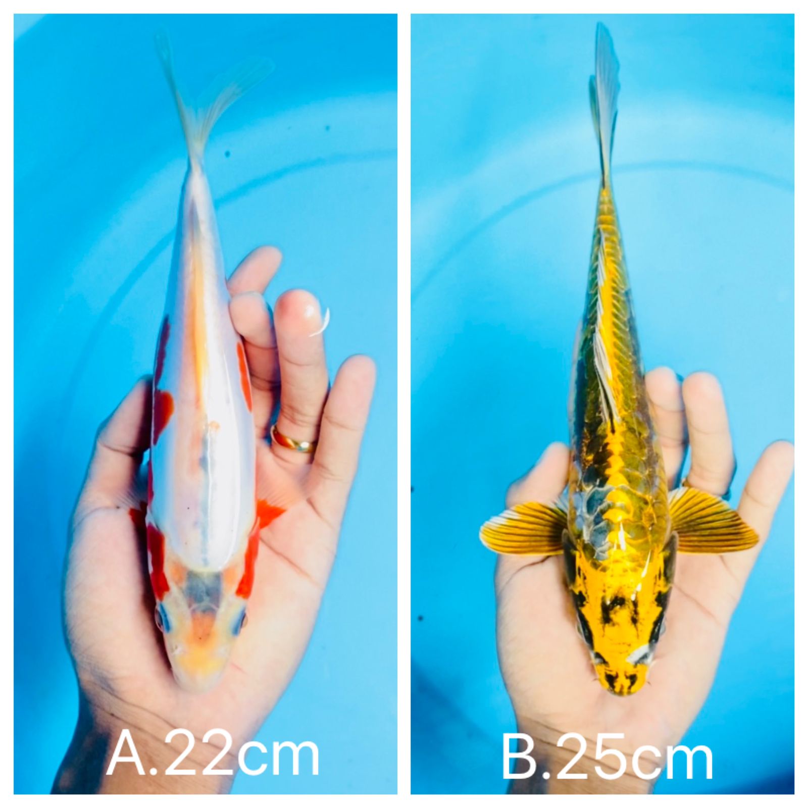 Lelang Koi Online, Jual Beli Ikan Koi, Pasar Koi Terbaik, Agen Lelang Koi, Penawaran Koi Berkualitas, Harga Jual Koi, Lelang Ikan Koi Import, Beli Koi Online, Jual Koi Murah, Koi Showroom, Penjual Koi Terpercaya, Lelang Koi Jakarta, Jual Koi Lokal, Koi Kualitas Unggul, Harga Terbaik Koi, Jual Koi Indukan, Lelang Ikan Hias Koi, Pasar Koi Indonesia, Beli Koi Berkualitas Tinggi, Koi Farm Terbesar, Jual Beli Koi Impor, Lelang Ikan Koi Kualitas Premium, Daftar Harga Koi Terbaru, Pusat Jual Beli Koi, Info Lelang Koi Hari Ini.