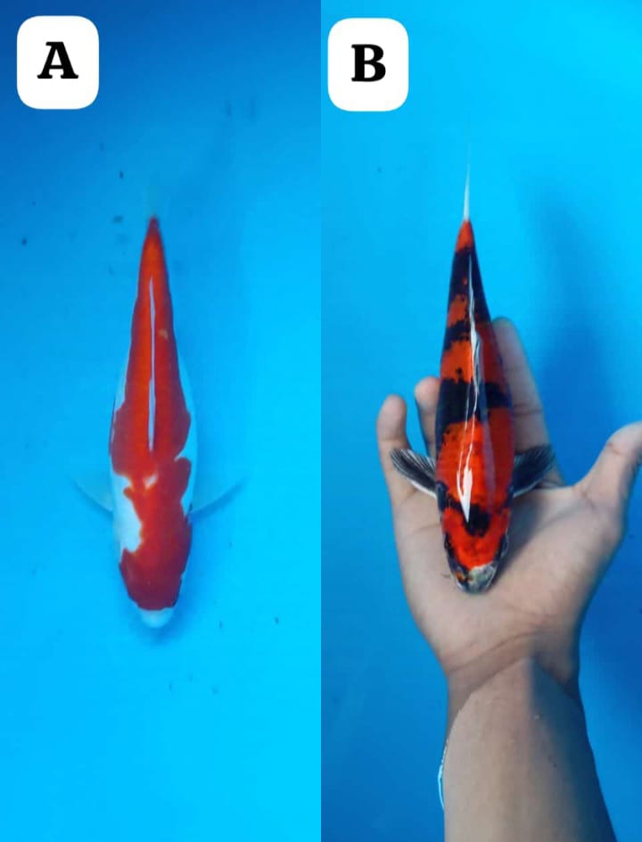 Lelang Koi Online, Jual Beli Ikan Koi, Pasar Koi Terbaik, Agen Lelang Koi, Penawaran Koi Berkualitas, Harga Jual Koi, Lelang Ikan Koi Import, Beli Koi Online, Jual Koi Murah, Koi Showroom, Penjual Koi Terpercaya, Lelang Koi Jakarta, Jual Koi Lokal, Koi Kualitas Unggul, Harga Terbaik Koi, Jual Koi Indukan, Lelang Ikan Hias Koi, Pasar Koi Indonesia, Beli Koi Berkualitas Tinggi, Koi Farm Terbesar, Jual Beli Koi Impor, Lelang Ikan Koi Kualitas Premium, Daftar Harga Koi Terbaru, Pusat Jual Beli Koi, Info Lelang Koi Hari Ini.