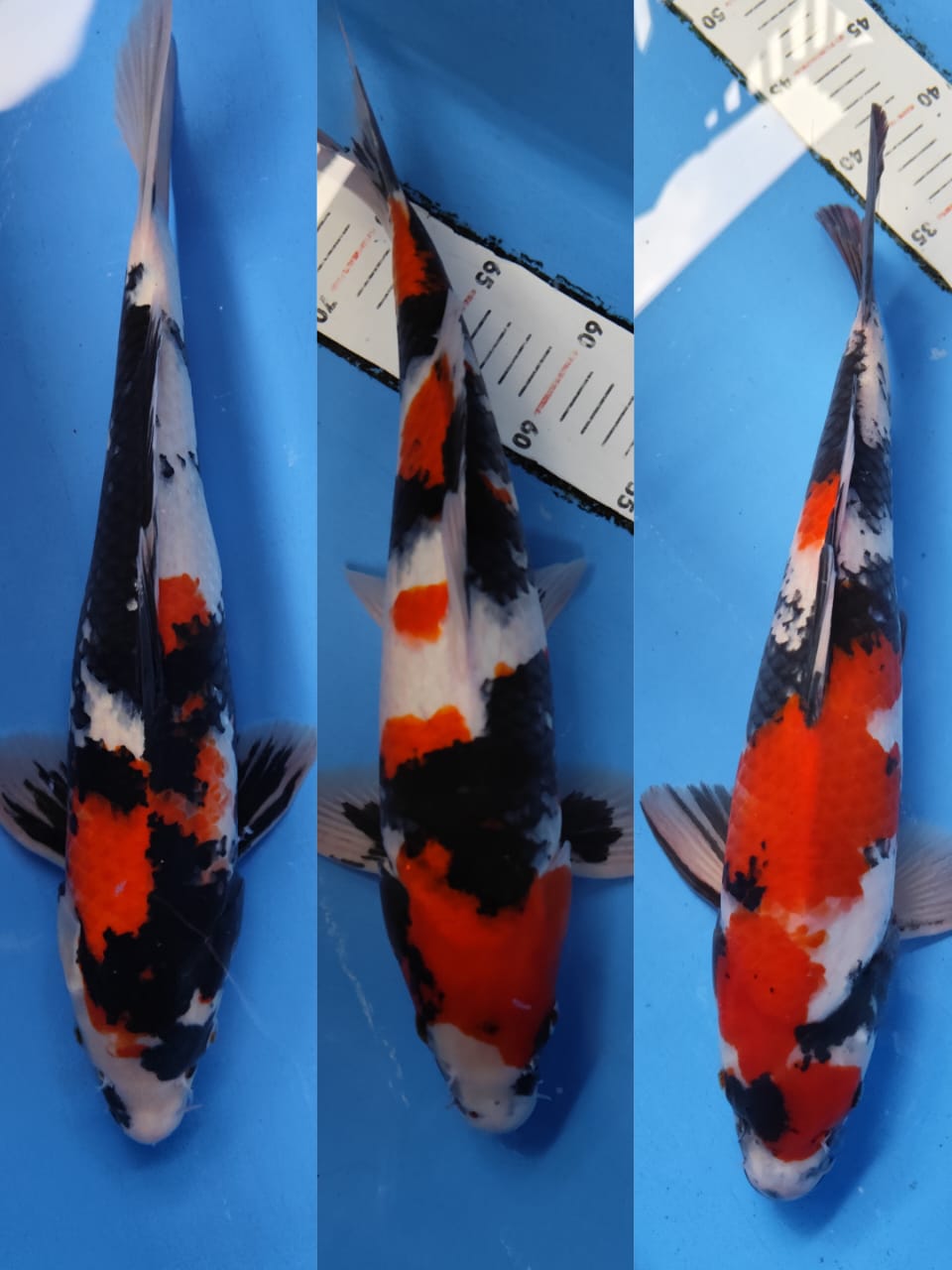 Lelang Koi Online, Jual Beli Ikan Koi, Pasar Koi Terbaik, Agen Lelang Koi, Penawaran Koi Berkualitas, Harga Jual Koi, Lelang Ikan Koi Import, Beli Koi Online, Jual Koi Murah, Koi Showroom, Penjual Koi Terpercaya, Lelang Koi Jakarta, Jual Koi Lokal, Koi Kualitas Unggul, Harga Terbaik Koi, Jual Koi Indukan, Lelang Ikan Hias Koi, Pasar Koi Indonesia, Beli Koi Berkualitas Tinggi, Koi Farm Terbesar, Jual Beli Koi Impor, Lelang Ikan Koi Kualitas Premium, Daftar Harga Koi Terbaru, Pusat Jual Beli Koi, Info Lelang Koi Hari Ini.