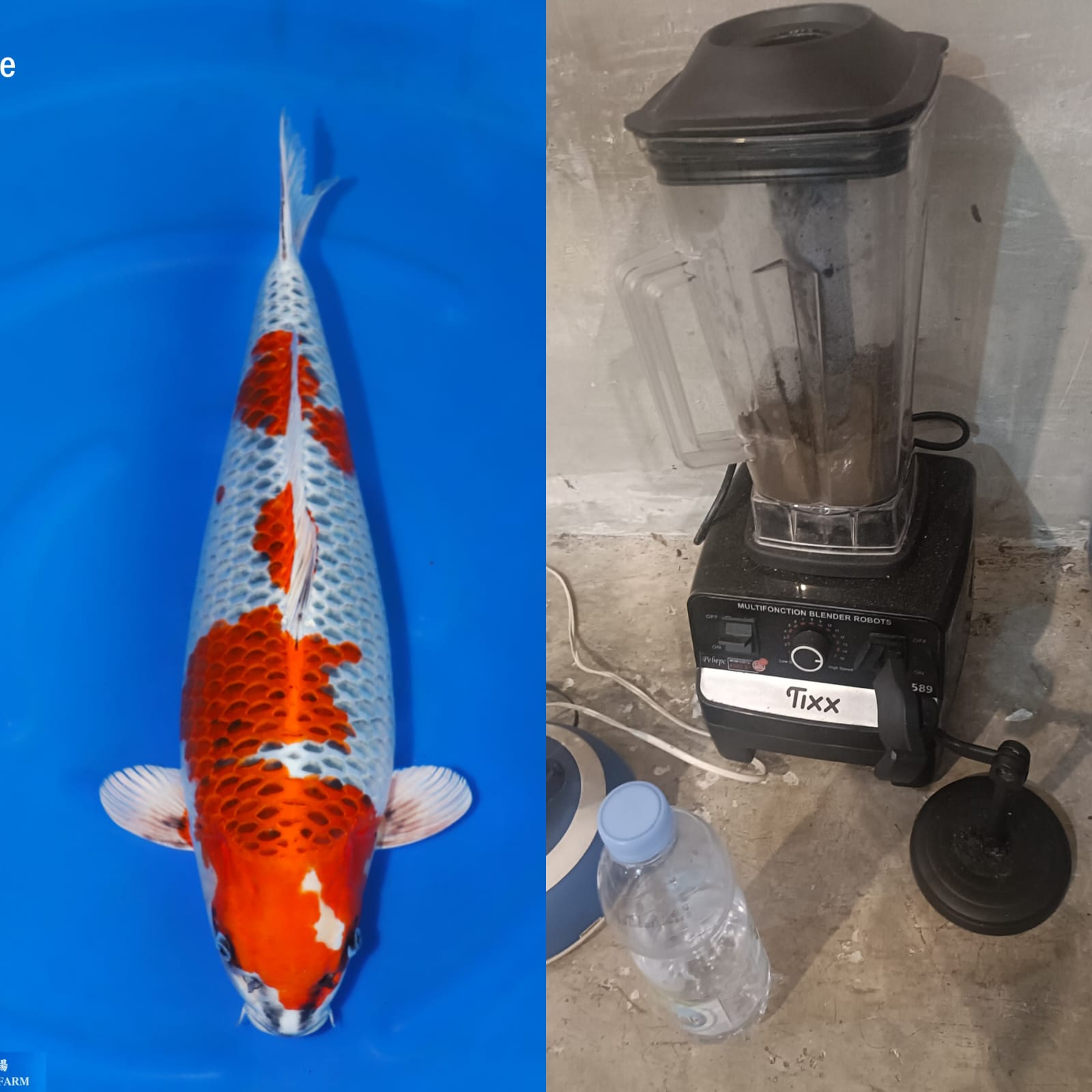 Lelang Koi Online, Jual Beli Ikan Koi, Pasar Koi Terbaik, Agen Lelang Koi, Penawaran Koi Berkualitas, Harga Jual Koi, Lelang Ikan Koi Import, Beli Koi Online, Jual Koi Murah, Koi Showroom, Penjual Koi Terpercaya, Lelang Koi Jakarta, Jual Koi Lokal, Koi Kualitas Unggul, Harga Terbaik Koi, Jual Koi Indukan, Lelang Ikan Hias Koi, Pasar Koi Indonesia, Beli Koi Berkualitas Tinggi, Koi Farm Terbesar, Jual Beli Koi Impor, Lelang Ikan Koi Kualitas Premium, Daftar Harga Koi Terbaru, Pusat Jual Beli Koi, Info Lelang Koi Hari Ini.