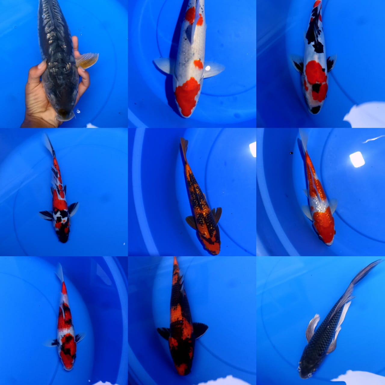 Lelang Koi Online, Jual Beli Ikan Koi, Pasar Koi Terbaik, Agen Lelang Koi, Penawaran Koi Berkualitas, Harga Jual Koi, Lelang Ikan Koi Import, Beli Koi Online, Jual Koi Murah, Koi Showroom, Penjual Koi Terpercaya, Lelang Koi Jakarta, Jual Koi Lokal, Koi Kualitas Unggul, Harga Terbaik Koi, Jual Koi Indukan, Lelang Ikan Hias Koi, Pasar Koi Indonesia, Beli Koi Berkualitas Tinggi, Koi Farm Terbesar, Jual Beli Koi Impor, Lelang Ikan Koi Kualitas Premium, Daftar Harga Koi Terbaru, Pusat Jual Beli Koi, Info Lelang Koi Hari Ini.