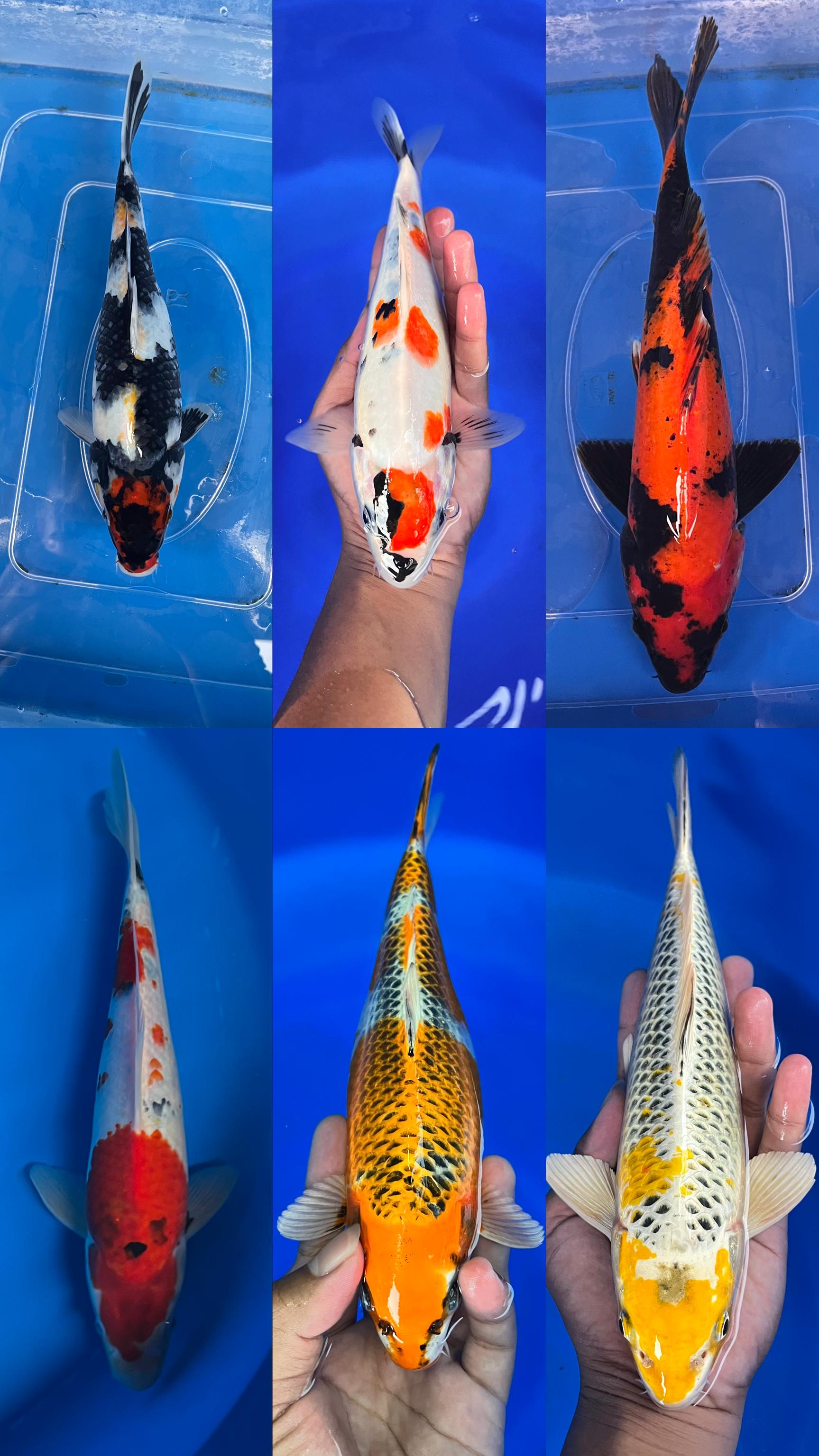 Lelang Koi Online, Jual Beli Ikan Koi, Pasar Koi Terbaik, Agen Lelang Koi, Penawaran Koi Berkualitas, Harga Jual Koi, Lelang Ikan Koi Import, Beli Koi Online, Jual Koi Murah, Koi Showroom, Penjual Koi Terpercaya, Lelang Koi Jakarta, Jual Koi Lokal, Koi Kualitas Unggul, Harga Terbaik Koi, Jual Koi Indukan, Lelang Ikan Hias Koi, Pasar Koi Indonesia, Beli Koi Berkualitas Tinggi, Koi Farm Terbesar, Jual Beli Koi Impor, Lelang Ikan Koi Kualitas Premium, Daftar Harga Koi Terbaru, Pusat Jual Beli Koi, Info Lelang Koi Hari Ini.