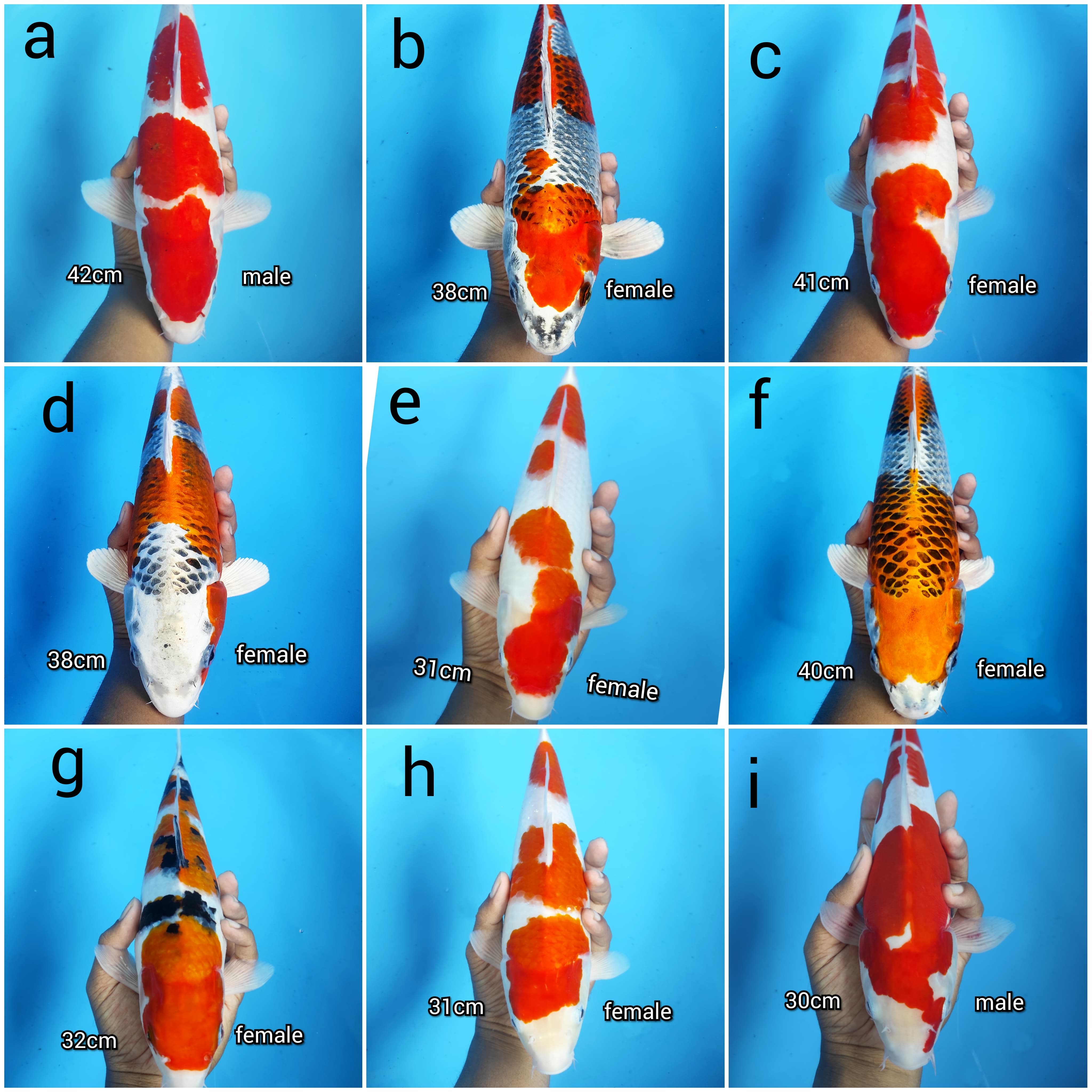 Lelang Koi Online, Jual Beli Ikan Koi, Pasar Koi Terbaik, Agen Lelang Koi, Penawaran Koi Berkualitas, Harga Jual Koi, Lelang Ikan Koi Import, Beli Koi Online, Jual Koi Murah, Koi Showroom, Penjual Koi Terpercaya, Lelang Koi Jakarta, Jual Koi Lokal, Koi Kualitas Unggul, Harga Terbaik Koi, Jual Koi Indukan, Lelang Ikan Hias Koi, Pasar Koi Indonesia, Beli Koi Berkualitas Tinggi, Koi Farm Terbesar, Jual Beli Koi Impor, Lelang Ikan Koi Kualitas Premium, Daftar Harga Koi Terbaru, Pusat Jual Beli Koi, Info Lelang Koi Hari Ini.