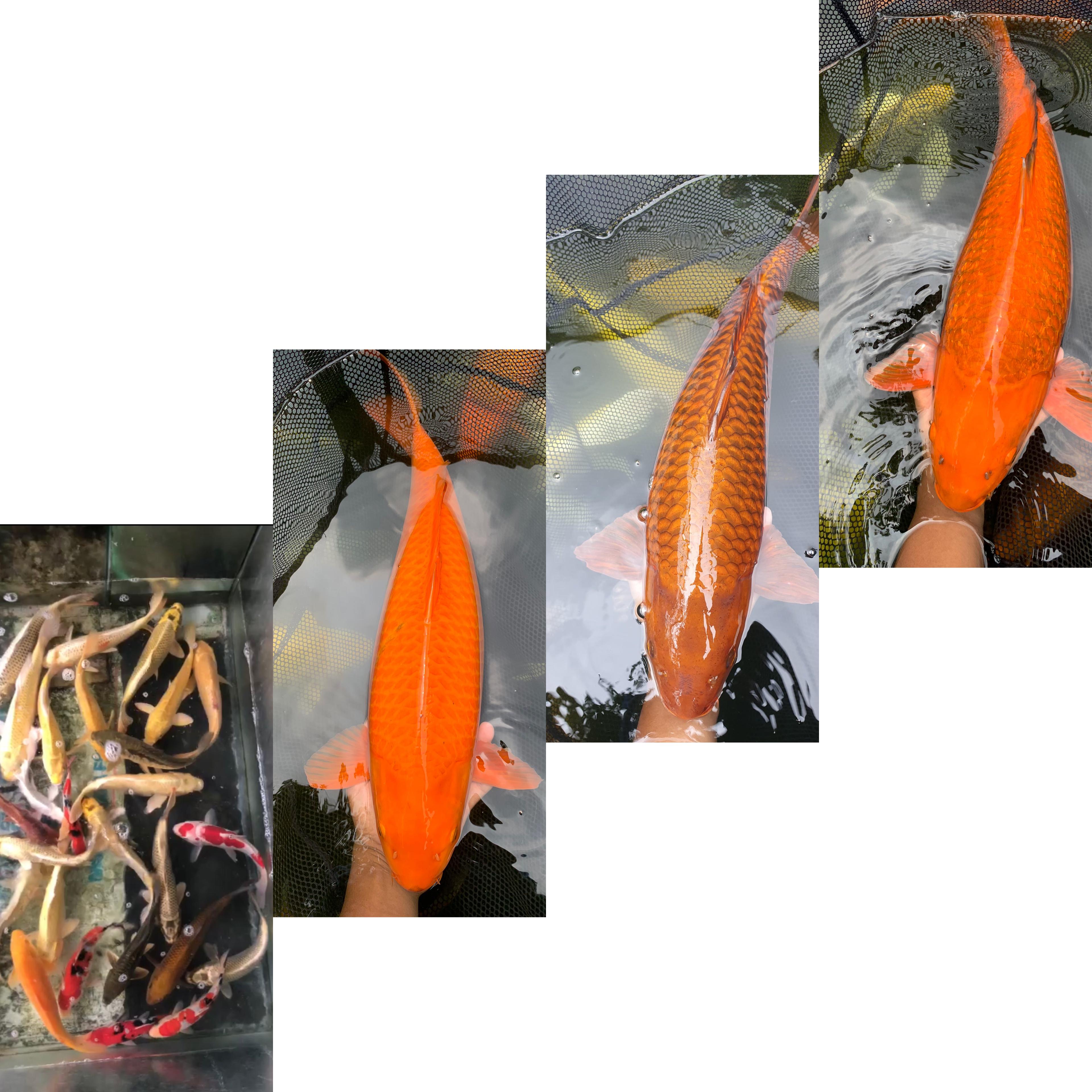 Lelang Koi Online, Jual Beli Ikan Koi, Pasar Koi Terbaik, Agen Lelang Koi, Penawaran Koi Berkualitas, Harga Jual Koi, Lelang Ikan Koi Import, Beli Koi Online, Jual Koi Murah, Koi Showroom, Penjual Koi Terpercaya, Lelang Koi Jakarta, Jual Koi Lokal, Koi Kualitas Unggul, Harga Terbaik Koi, Jual Koi Indukan, Lelang Ikan Hias Koi, Pasar Koi Indonesia, Beli Koi Berkualitas Tinggi, Koi Farm Terbesar, Jual Beli Koi Impor, Lelang Ikan Koi Kualitas Premium, Daftar Harga Koi Terbaru, Pusat Jual Beli Koi, Info Lelang Koi Hari Ini.