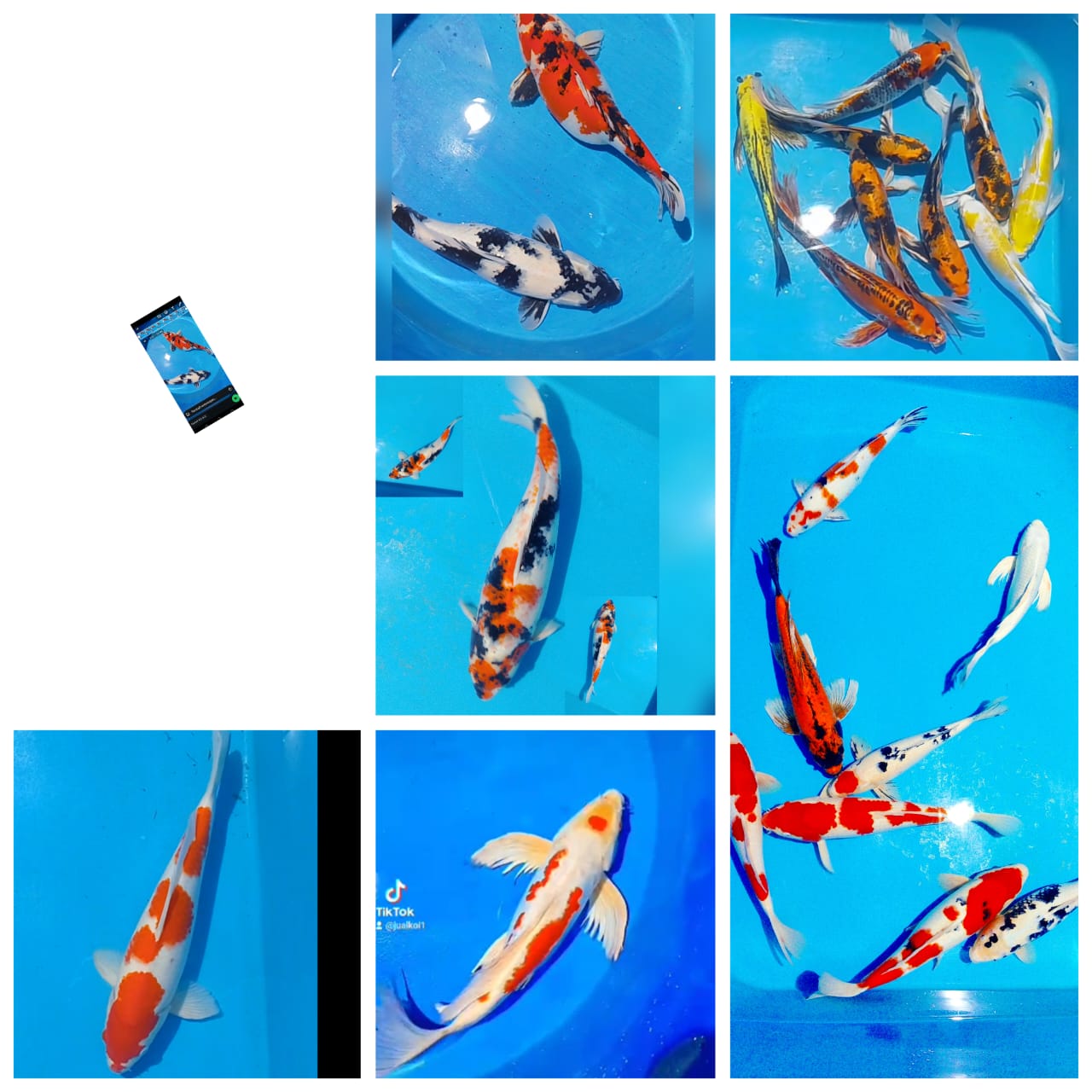 Lelang Koi Online, Jual Beli Ikan Koi, Pasar Koi Terbaik, Agen Lelang Koi, Penawaran Koi Berkualitas, Harga Jual Koi, Lelang Ikan Koi Import, Beli Koi Online, Jual Koi Murah, Koi Showroom, Penjual Koi Terpercaya, Lelang Koi Jakarta, Jual Koi Lokal, Koi Kualitas Unggul, Harga Terbaik Koi, Jual Koi Indukan, Lelang Ikan Hias Koi, Pasar Koi Indonesia, Beli Koi Berkualitas Tinggi, Koi Farm Terbesar, Jual Beli Koi Impor, Lelang Ikan Koi Kualitas Premium, Daftar Harga Koi Terbaru, Pusat Jual Beli Koi, Info Lelang Koi Hari Ini.