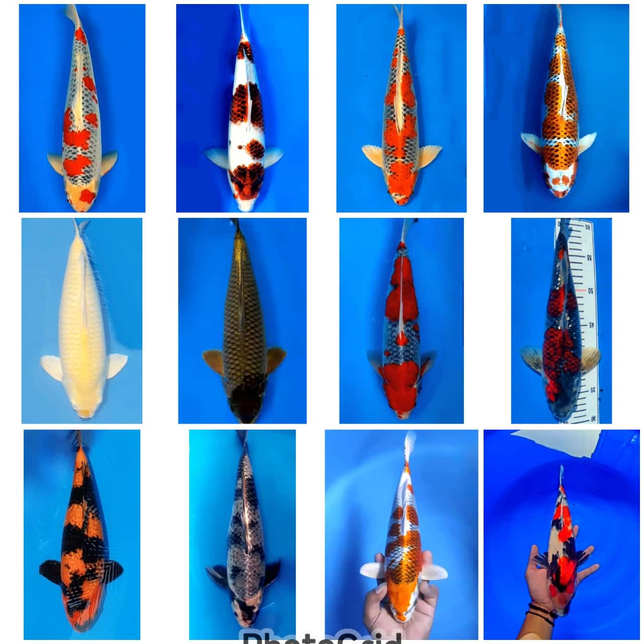 Lelang Koi Online, Jual Beli Ikan Koi, Pasar Koi Terbaik, Agen Lelang Koi, Penawaran Koi Berkualitas, Harga Jual Koi, Lelang Ikan Koi Import, Beli Koi Online, Jual Koi Murah, Koi Showroom, Penjual Koi Terpercaya, Lelang Koi Jakarta, Jual Koi Lokal, Koi Kualitas Unggul, Harga Terbaik Koi, Jual Koi Indukan, Lelang Ikan Hias Koi, Pasar Koi Indonesia, Beli Koi Berkualitas Tinggi, Koi Farm Terbesar, Jual Beli Koi Impor, Lelang Ikan Koi Kualitas Premium, Daftar Harga Koi Terbaru, Pusat Jual Beli Koi, Info Lelang Koi Hari Ini.