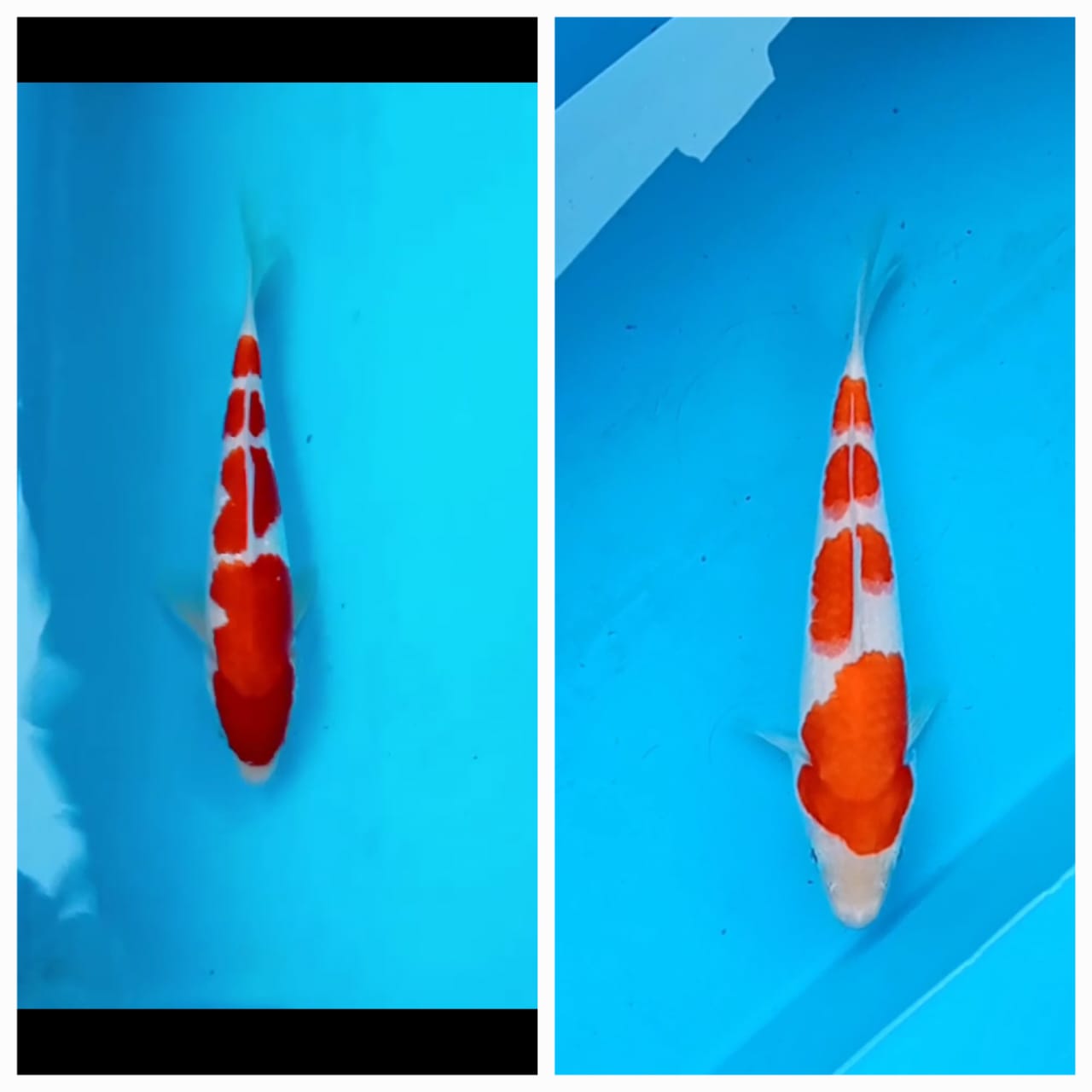 Lelang Koi Online, Jual Beli Ikan Koi, Pasar Koi Terbaik, Agen Lelang Koi, Penawaran Koi Berkualitas, Harga Jual Koi, Lelang Ikan Koi Import, Beli Koi Online, Jual Koi Murah, Koi Showroom, Penjual Koi Terpercaya, Lelang Koi Jakarta, Jual Koi Lokal, Koi Kualitas Unggul, Harga Terbaik Koi, Jual Koi Indukan, Lelang Ikan Hias Koi, Pasar Koi Indonesia, Beli Koi Berkualitas Tinggi, Koi Farm Terbesar, Jual Beli Koi Impor, Lelang Ikan Koi Kualitas Premium, Daftar Harga Koi Terbaru, Pusat Jual Beli Koi, Info Lelang Koi Hari Ini.