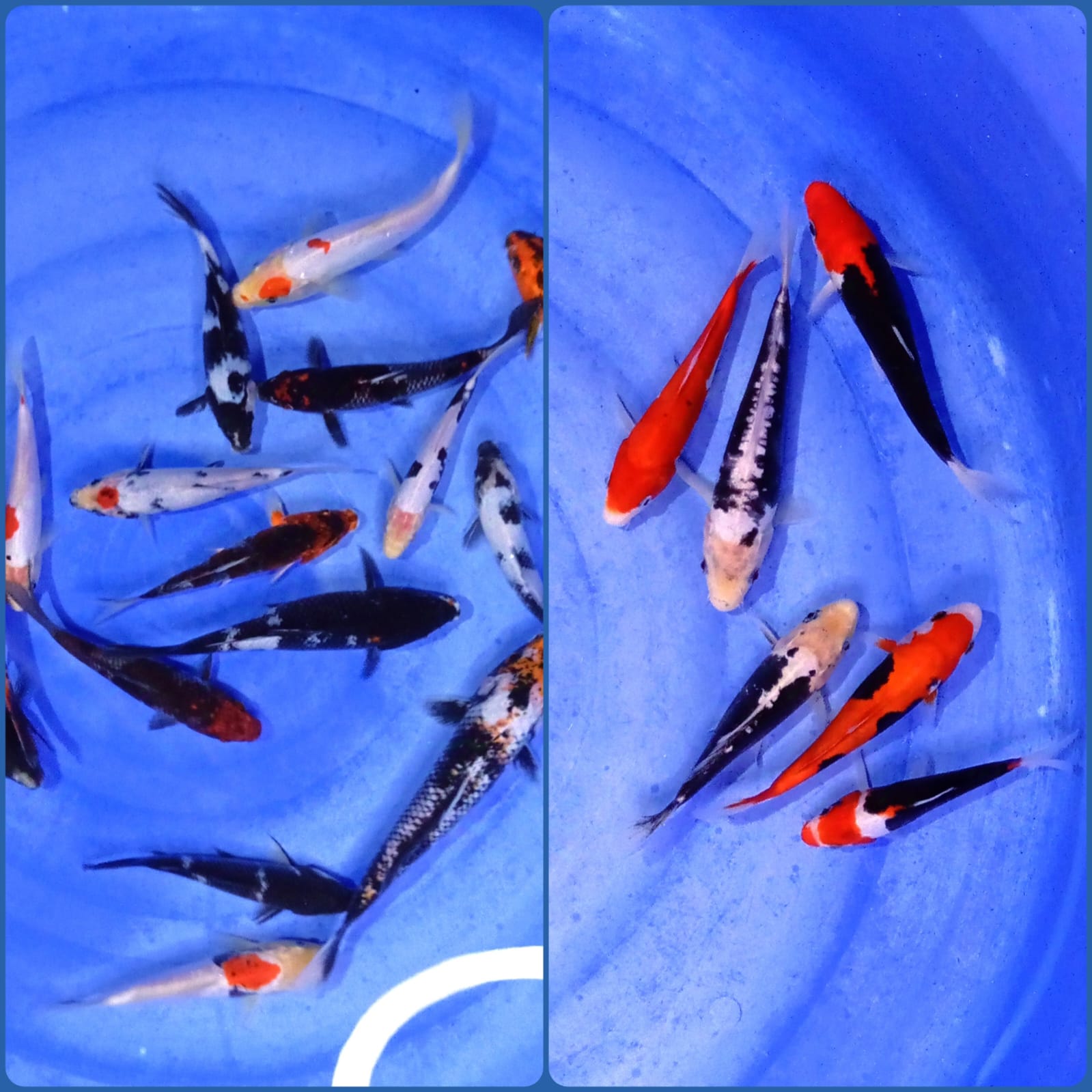 Lelang Koi Online, Jual Beli Ikan Koi, Pasar Koi Terbaik, Agen Lelang Koi, Penawaran Koi Berkualitas, Harga Jual Koi, Lelang Ikan Koi Import, Beli Koi Online, Jual Koi Murah, Koi Showroom, Penjual Koi Terpercaya, Lelang Koi Jakarta, Jual Koi Lokal, Koi Kualitas Unggul, Harga Terbaik Koi, Jual Koi Indukan, Lelang Ikan Hias Koi, Pasar Koi Indonesia, Beli Koi Berkualitas Tinggi, Koi Farm Terbesar, Jual Beli Koi Impor, Lelang Ikan Koi Kualitas Premium, Daftar Harga Koi Terbaru, Pusat Jual Beli Koi, Info Lelang Koi Hari Ini.