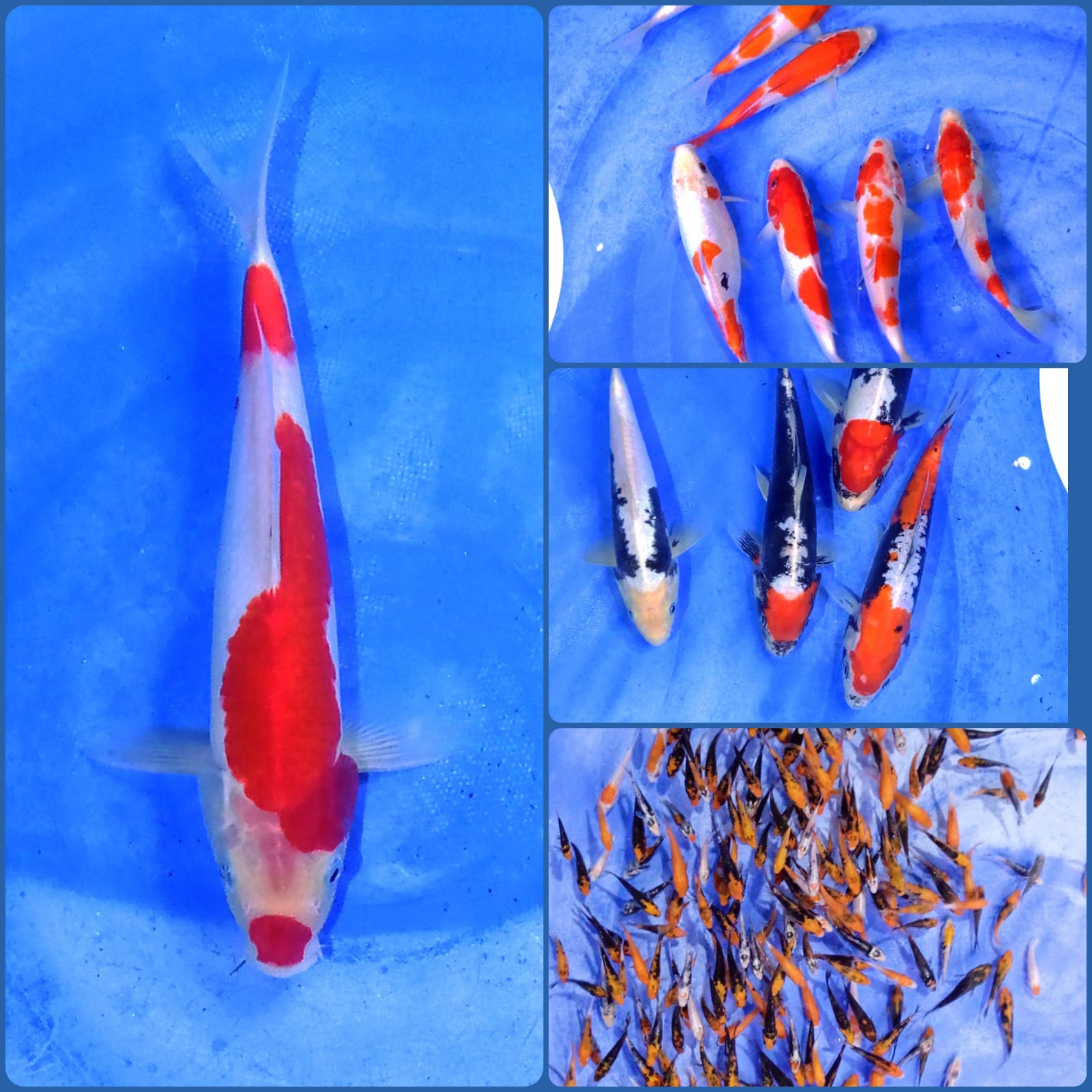 Lelang Koi Online, Jual Beli Ikan Koi, Pasar Koi Terbaik, Agen Lelang Koi, Penawaran Koi Berkualitas, Harga Jual Koi, Lelang Ikan Koi Import, Beli Koi Online, Jual Koi Murah, Koi Showroom, Penjual Koi Terpercaya, Lelang Koi Jakarta, Jual Koi Lokal, Koi Kualitas Unggul, Harga Terbaik Koi, Jual Koi Indukan, Lelang Ikan Hias Koi, Pasar Koi Indonesia, Beli Koi Berkualitas Tinggi, Koi Farm Terbesar, Jual Beli Koi Impor, Lelang Ikan Koi Kualitas Premium, Daftar Harga Koi Terbaru, Pusat Jual Beli Koi, Info Lelang Koi Hari Ini.