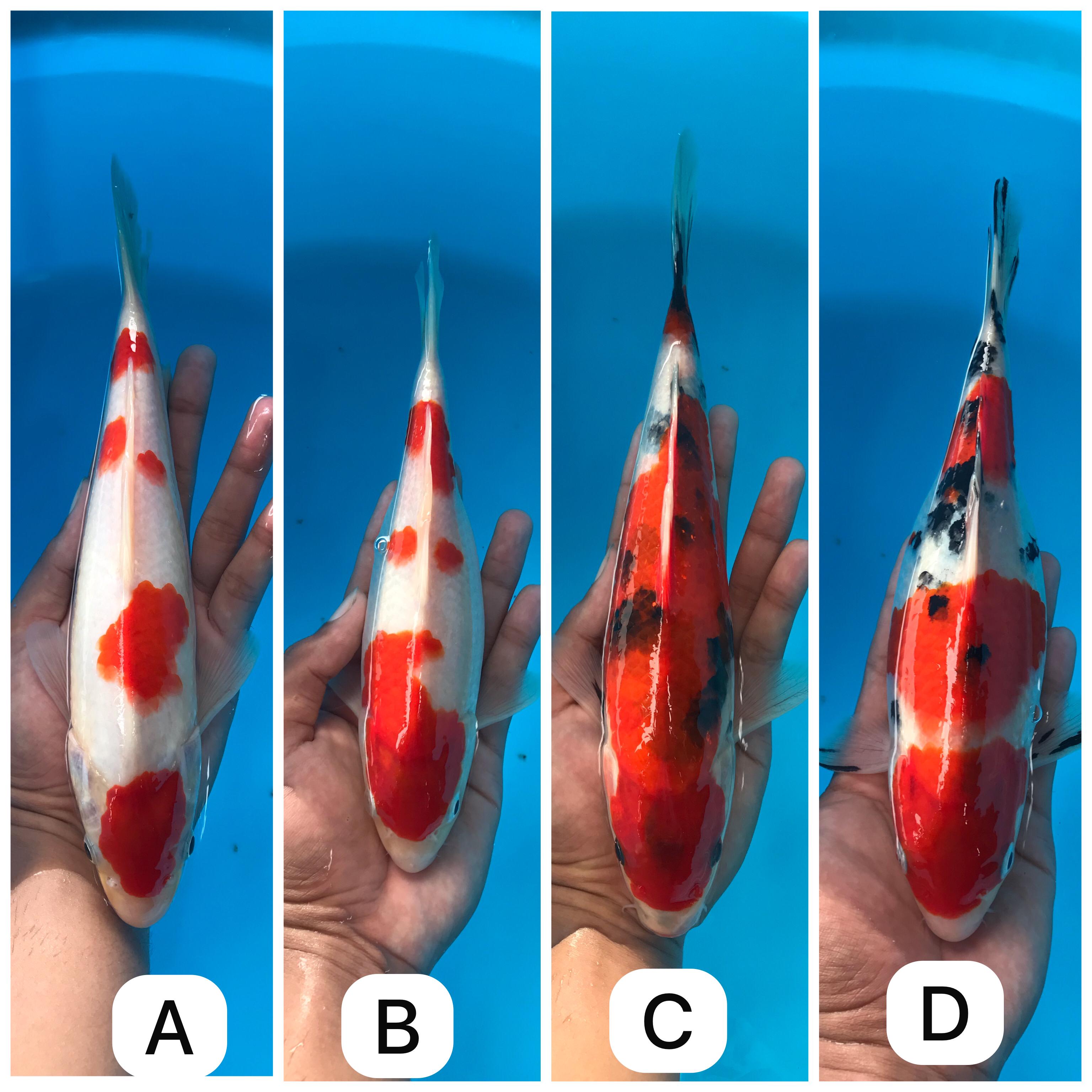 Lelang Koi Online, Jual Beli Ikan Koi, Pasar Koi Terbaik, Agen Lelang Koi, Penawaran Koi Berkualitas, Harga Jual Koi, Lelang Ikan Koi Import, Beli Koi Online, Jual Koi Murah, Koi Showroom, Penjual Koi Terpercaya, Lelang Koi Jakarta, Jual Koi Lokal, Koi Kualitas Unggul, Harga Terbaik Koi, Jual Koi Indukan, Lelang Ikan Hias Koi, Pasar Koi Indonesia, Beli Koi Berkualitas Tinggi, Koi Farm Terbesar, Jual Beli Koi Impor, Lelang Ikan Koi Kualitas Premium, Daftar Harga Koi Terbaru, Pusat Jual Beli Koi, Info Lelang Koi Hari Ini.