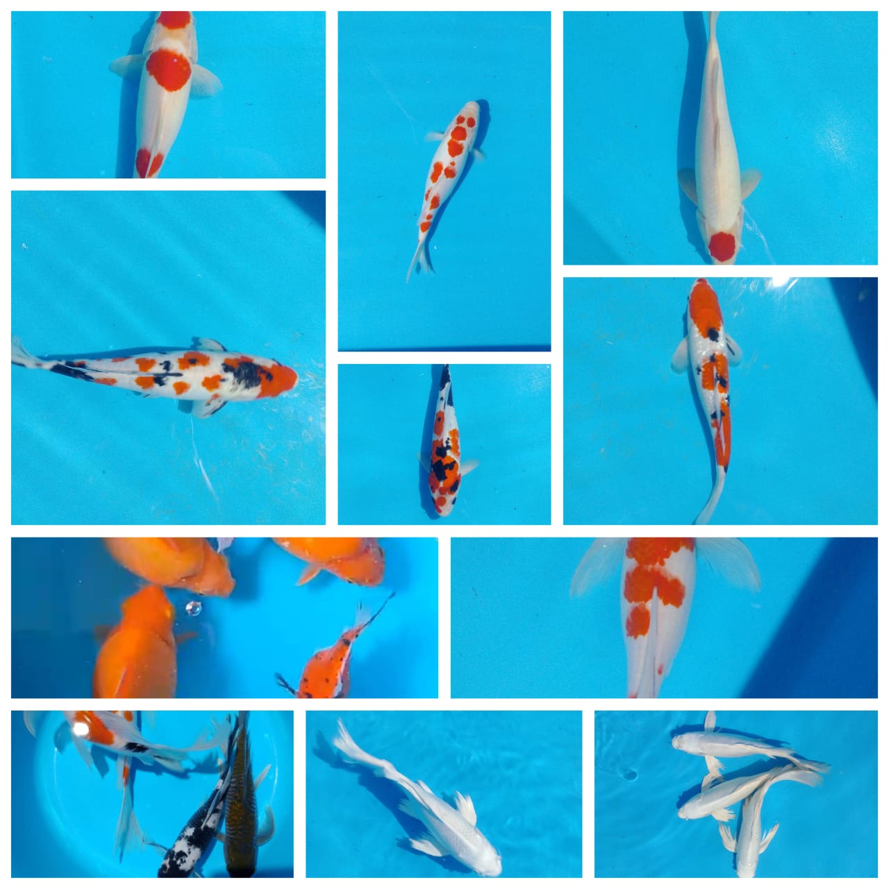 Lelang Koi Online, Jual Beli Ikan Koi, Pasar Koi Terbaik, Agen Lelang Koi, Penawaran Koi Berkualitas, Harga Jual Koi, Lelang Ikan Koi Import, Beli Koi Online, Jual Koi Murah, Koi Showroom, Penjual Koi Terpercaya, Lelang Koi Jakarta, Jual Koi Lokal, Koi Kualitas Unggul, Harga Terbaik Koi, Jual Koi Indukan, Lelang Ikan Hias Koi, Pasar Koi Indonesia, Beli Koi Berkualitas Tinggi, Koi Farm Terbesar, Jual Beli Koi Impor, Lelang Ikan Koi Kualitas Premium, Daftar Harga Koi Terbaru, Pusat Jual Beli Koi, Info Lelang Koi Hari Ini.