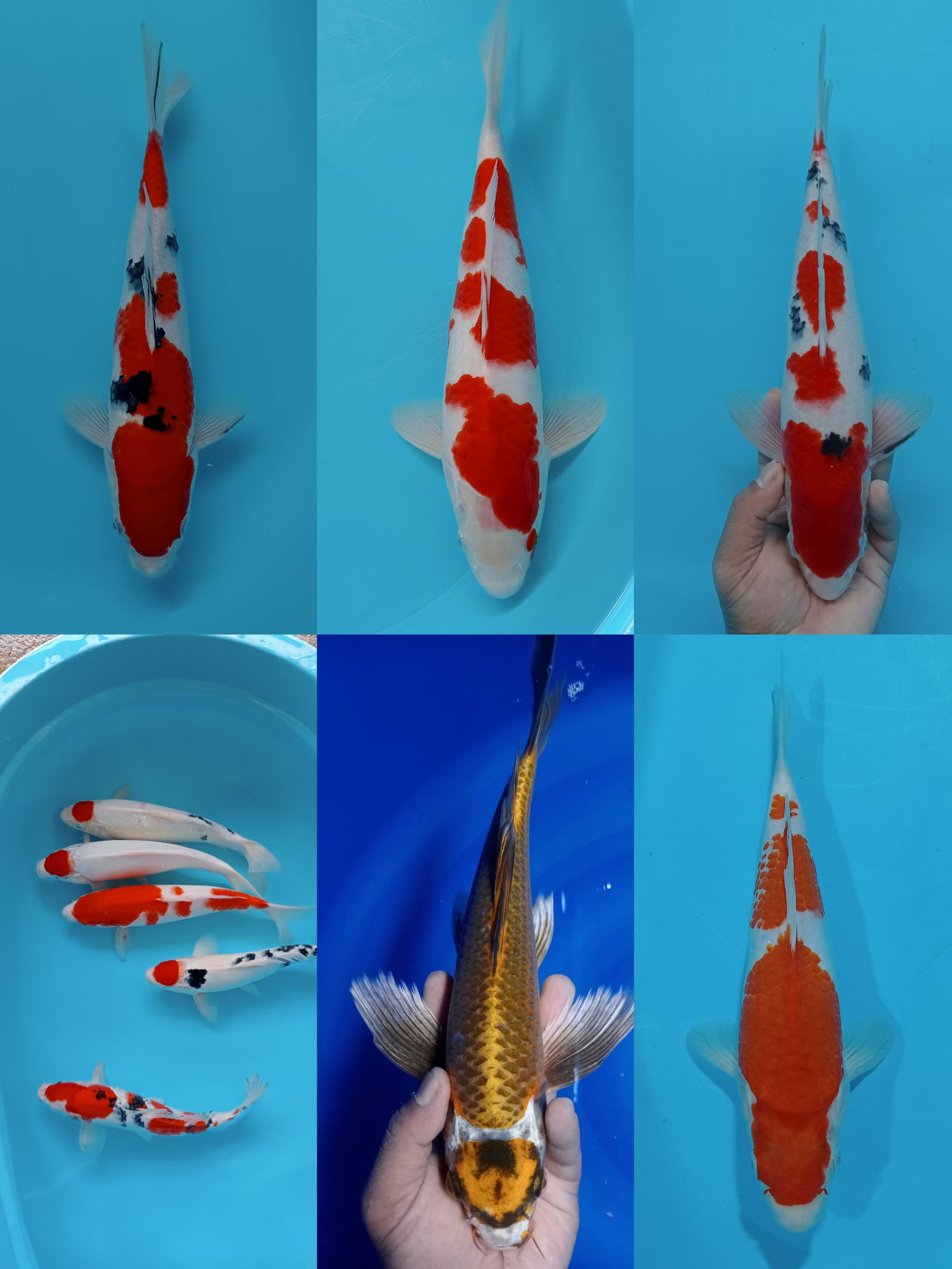 Lelang Koi Online, Jual Beli Ikan Koi, Pasar Koi Terbaik, Agen Lelang Koi, Penawaran Koi Berkualitas, Harga Jual Koi, Lelang Ikan Koi Import, Beli Koi Online, Jual Koi Murah, Koi Showroom, Penjual Koi Terpercaya, Lelang Koi Jakarta, Jual Koi Lokal, Koi Kualitas Unggul, Harga Terbaik Koi, Jual Koi Indukan, Lelang Ikan Hias Koi, Pasar Koi Indonesia, Beli Koi Berkualitas Tinggi, Koi Farm Terbesar, Jual Beli Koi Impor, Lelang Ikan Koi Kualitas Premium, Daftar Harga Koi Terbaru, Pusat Jual Beli Koi, Info Lelang Koi Hari Ini.