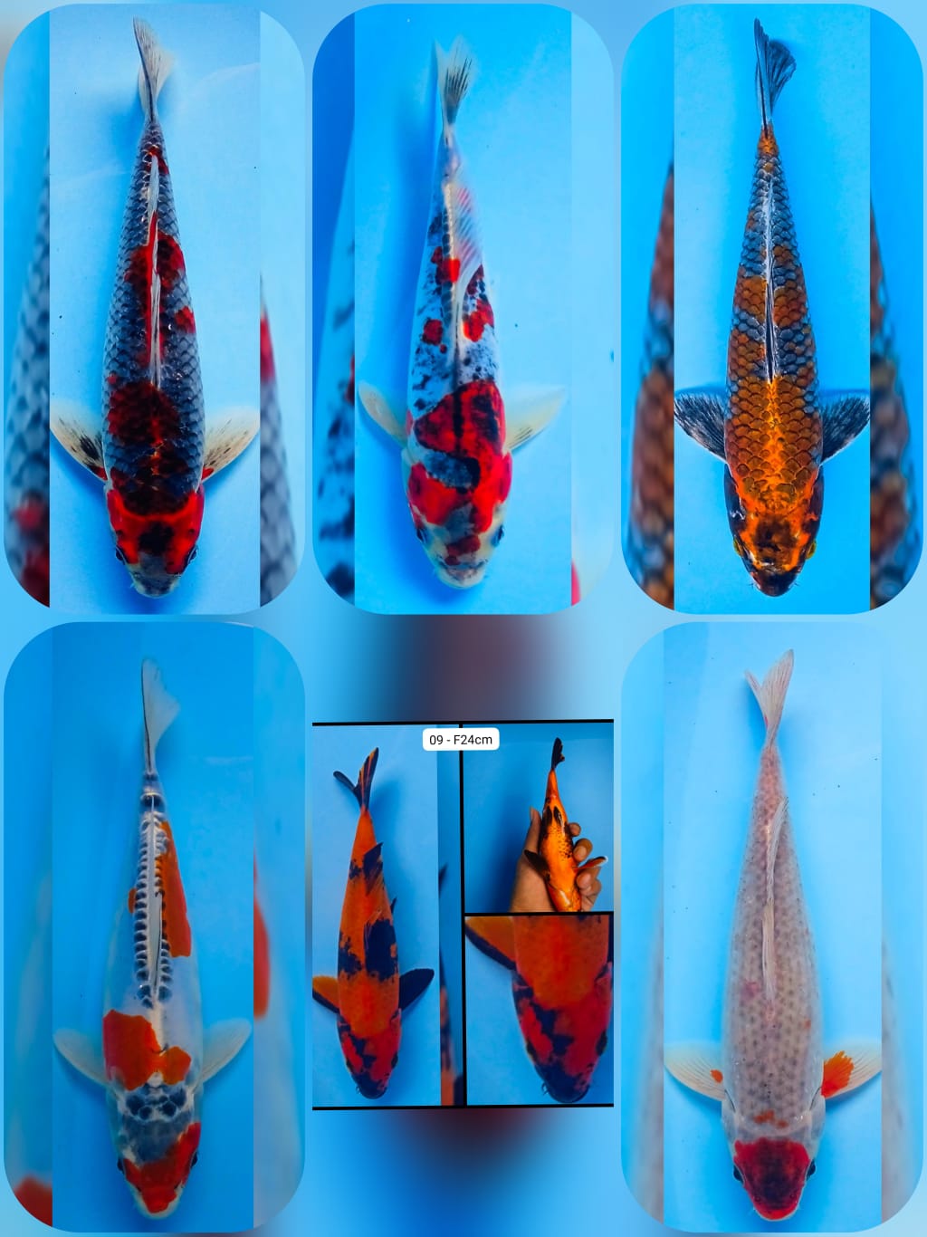 Lelang Koi Online, Jual Beli Ikan Koi, Pasar Koi Terbaik, Agen Lelang Koi, Penawaran Koi Berkualitas, Harga Jual Koi, Lelang Ikan Koi Import, Beli Koi Online, Jual Koi Murah, Koi Showroom, Penjual Koi Terpercaya, Lelang Koi Jakarta, Jual Koi Lokal, Koi Kualitas Unggul, Harga Terbaik Koi, Jual Koi Indukan, Lelang Ikan Hias Koi, Pasar Koi Indonesia, Beli Koi Berkualitas Tinggi, Koi Farm Terbesar, Jual Beli Koi Impor, Lelang Ikan Koi Kualitas Premium, Daftar Harga Koi Terbaru, Pusat Jual Beli Koi, Info Lelang Koi Hari Ini.