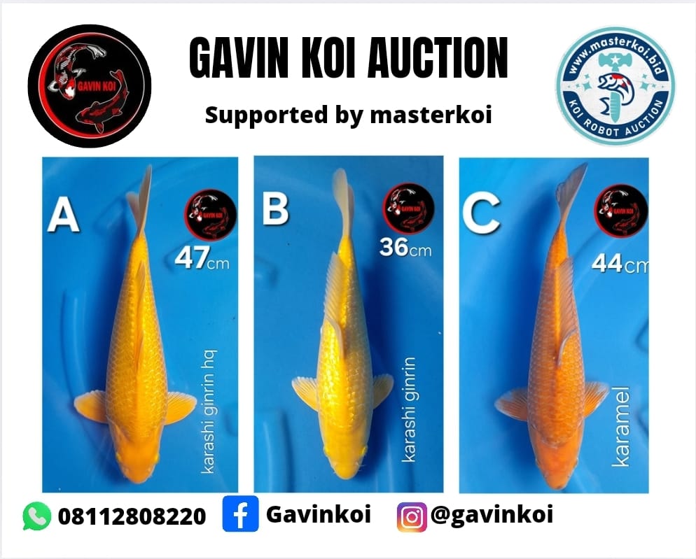 Lelang Koi Online, Jual Beli Ikan Koi, Pasar Koi Terbaik, Agen Lelang Koi, Penawaran Koi Berkualitas, Harga Jual Koi, Lelang Ikan Koi Import, Beli Koi Online, Jual Koi Murah, Koi Showroom, Penjual Koi Terpercaya, Lelang Koi Jakarta, Jual Koi Lokal, Koi Kualitas Unggul, Harga Terbaik Koi, Jual Koi Indukan, Lelang Ikan Hias Koi, Pasar Koi Indonesia, Beli Koi Berkualitas Tinggi, Koi Farm Terbesar, Jual Beli Koi Impor, Lelang Ikan Koi Kualitas Premium, Daftar Harga Koi Terbaru, Pusat Jual Beli Koi, Info Lelang Koi Hari Ini.