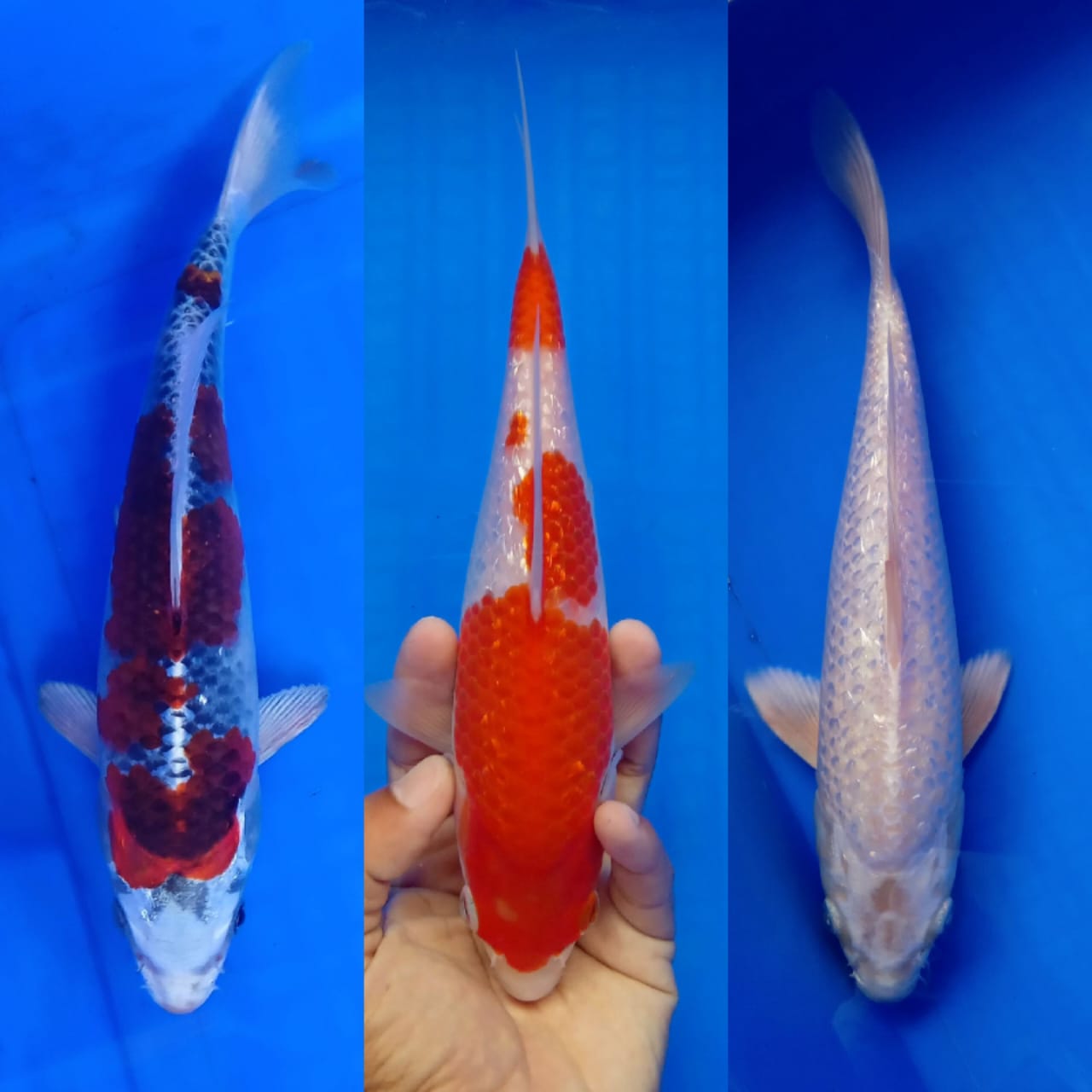 Lelang Koi Online, Jual Beli Ikan Koi, Pasar Koi Terbaik, Agen Lelang Koi, Penawaran Koi Berkualitas, Harga Jual Koi, Lelang Ikan Koi Import, Beli Koi Online, Jual Koi Murah, Koi Showroom, Penjual Koi Terpercaya, Lelang Koi Jakarta, Jual Koi Lokal, Koi Kualitas Unggul, Harga Terbaik Koi, Jual Koi Indukan, Lelang Ikan Hias Koi, Pasar Koi Indonesia, Beli Koi Berkualitas Tinggi, Koi Farm Terbesar, Jual Beli Koi Impor, Lelang Ikan Koi Kualitas Premium, Daftar Harga Koi Terbaru, Pusat Jual Beli Koi, Info Lelang Koi Hari Ini.