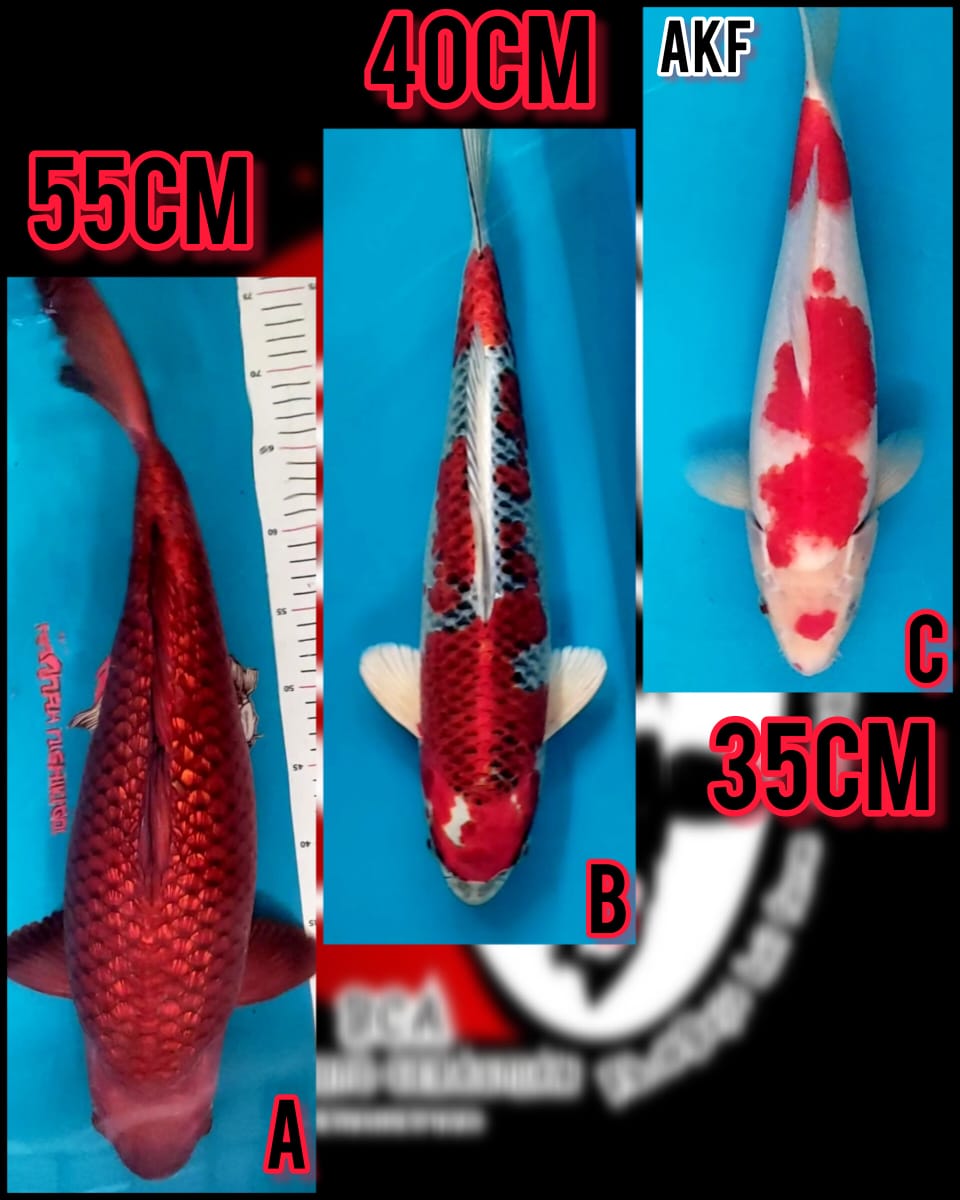 Lelang Koi Online, Jual Beli Ikan Koi, Pasar Koi Terbaik, Agen Lelang Koi, Penawaran Koi Berkualitas, Harga Jual Koi, Lelang Ikan Koi Import, Beli Koi Online, Jual Koi Murah, Koi Showroom, Penjual Koi Terpercaya, Lelang Koi Jakarta, Jual Koi Lokal, Koi Kualitas Unggul, Harga Terbaik Koi, Jual Koi Indukan, Lelang Ikan Hias Koi, Pasar Koi Indonesia, Beli Koi Berkualitas Tinggi, Koi Farm Terbesar, Jual Beli Koi Impor, Lelang Ikan Koi Kualitas Premium, Daftar Harga Koi Terbaru, Pusat Jual Beli Koi, Info Lelang Koi Hari Ini.