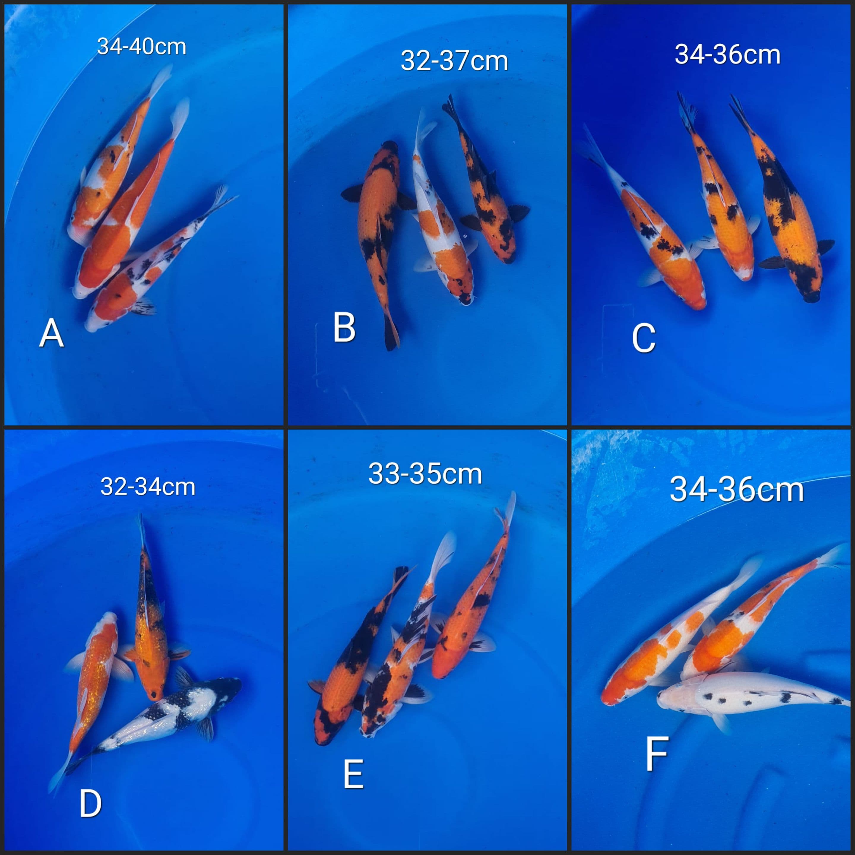 Lelang Koi Online, Jual Beli Ikan Koi, Pasar Koi Terbaik, Agen Lelang Koi, Penawaran Koi Berkualitas, Harga Jual Koi, Lelang Ikan Koi Import, Beli Koi Online, Jual Koi Murah, Koi Showroom, Penjual Koi Terpercaya, Lelang Koi Jakarta, Jual Koi Lokal, Koi Kualitas Unggul, Harga Terbaik Koi, Jual Koi Indukan, Lelang Ikan Hias Koi, Pasar Koi Indonesia, Beli Koi Berkualitas Tinggi, Koi Farm Terbesar, Jual Beli Koi Impor, Lelang Ikan Koi Kualitas Premium, Daftar Harga Koi Terbaru, Pusat Jual Beli Koi, Info Lelang Koi Hari Ini.