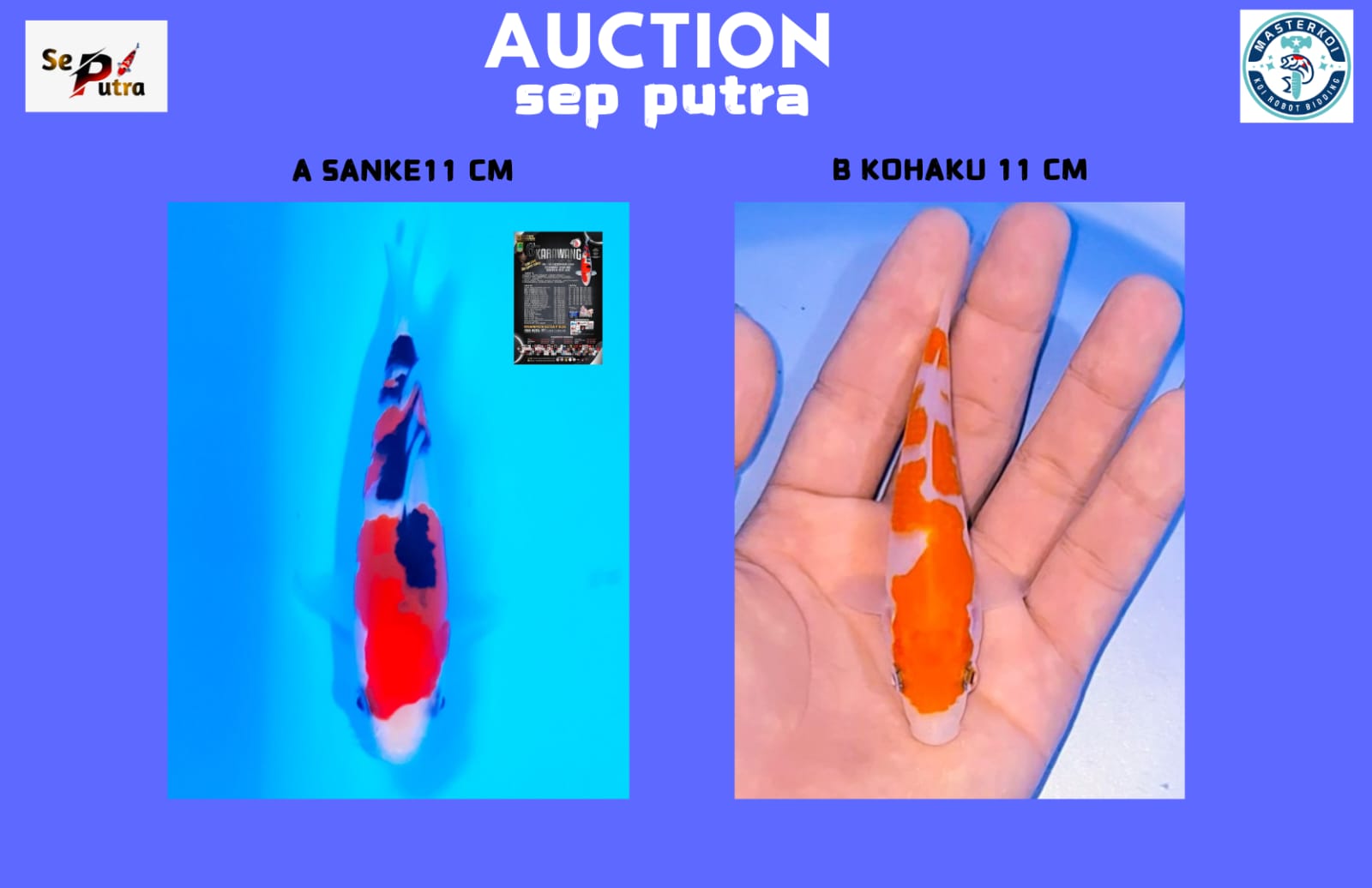 Lelang Koi Online, Jual Beli Ikan Koi, Pasar Koi Terbaik, Agen Lelang Koi, Penawaran Koi Berkualitas, Harga Jual Koi, Lelang Ikan Koi Import, Beli Koi Online, Jual Koi Murah, Koi Showroom, Penjual Koi Terpercaya, Lelang Koi Jakarta, Jual Koi Lokal, Koi Kualitas Unggul, Harga Terbaik Koi, Jual Koi Indukan, Lelang Ikan Hias Koi, Pasar Koi Indonesia, Beli Koi Berkualitas Tinggi, Koi Farm Terbesar, Jual Beli Koi Impor, Lelang Ikan Koi Kualitas Premium, Daftar Harga Koi Terbaru, Pusat Jual Beli Koi, Info Lelang Koi Hari Ini.