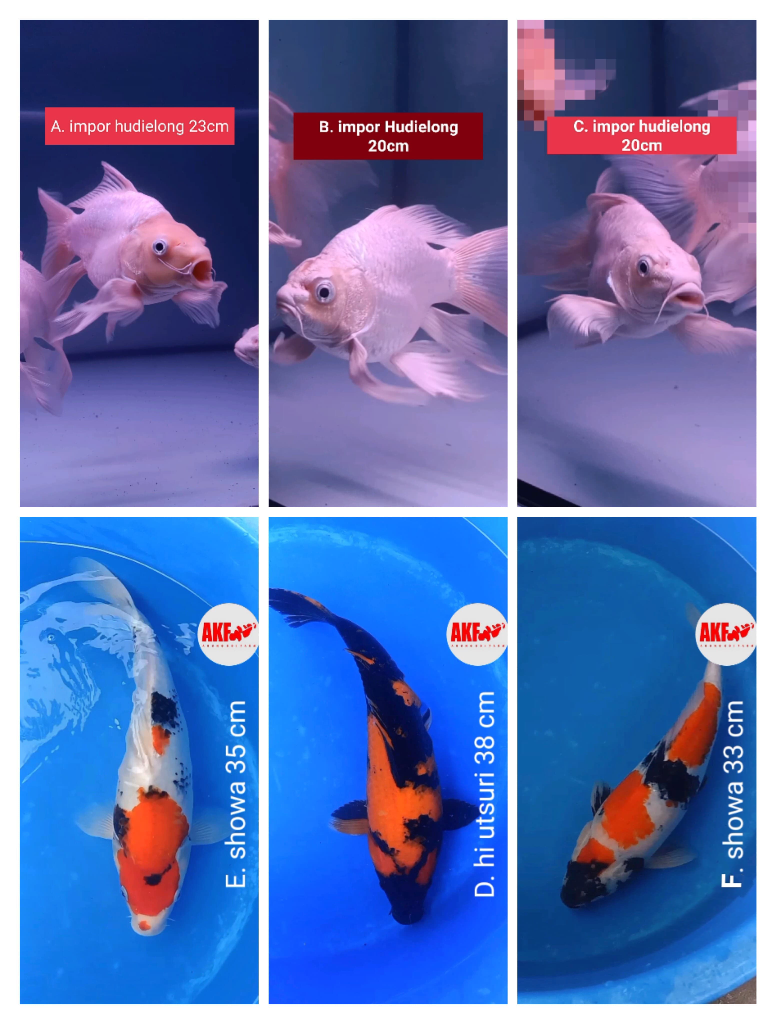 Lelang Koi Online, Jual Beli Ikan Koi, Pasar Koi Terbaik, Agen Lelang Koi, Penawaran Koi Berkualitas, Harga Jual Koi, Lelang Ikan Koi Import, Beli Koi Online, Jual Koi Murah, Koi Showroom, Penjual Koi Terpercaya, Lelang Koi Jakarta, Jual Koi Lokal, Koi Kualitas Unggul, Harga Terbaik Koi, Jual Koi Indukan, Lelang Ikan Hias Koi, Pasar Koi Indonesia, Beli Koi Berkualitas Tinggi, Koi Farm Terbesar, Jual Beli Koi Impor, Lelang Ikan Koi Kualitas Premium, Daftar Harga Koi Terbaru, Pusat Jual Beli Koi, Info Lelang Koi Hari Ini.