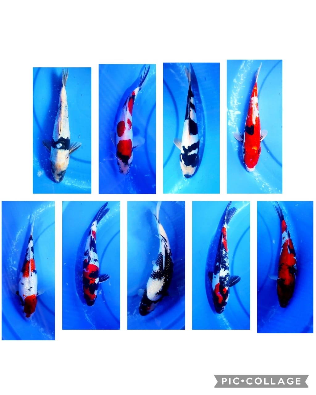 Lelang Koi Online, Jual Beli Ikan Koi, Pasar Koi Terbaik, Agen Lelang Koi, Penawaran Koi Berkualitas, Harga Jual Koi, Lelang Ikan Koi Import, Beli Koi Online, Jual Koi Murah, Koi Showroom, Penjual Koi Terpercaya, Lelang Koi Jakarta, Jual Koi Lokal, Koi Kualitas Unggul, Harga Terbaik Koi, Jual Koi Indukan, Lelang Ikan Hias Koi, Pasar Koi Indonesia, Beli Koi Berkualitas Tinggi, Koi Farm Terbesar, Jual Beli Koi Impor, Lelang Ikan Koi Kualitas Premium, Daftar Harga Koi Terbaru, Pusat Jual Beli Koi, Info Lelang Koi Hari Ini.