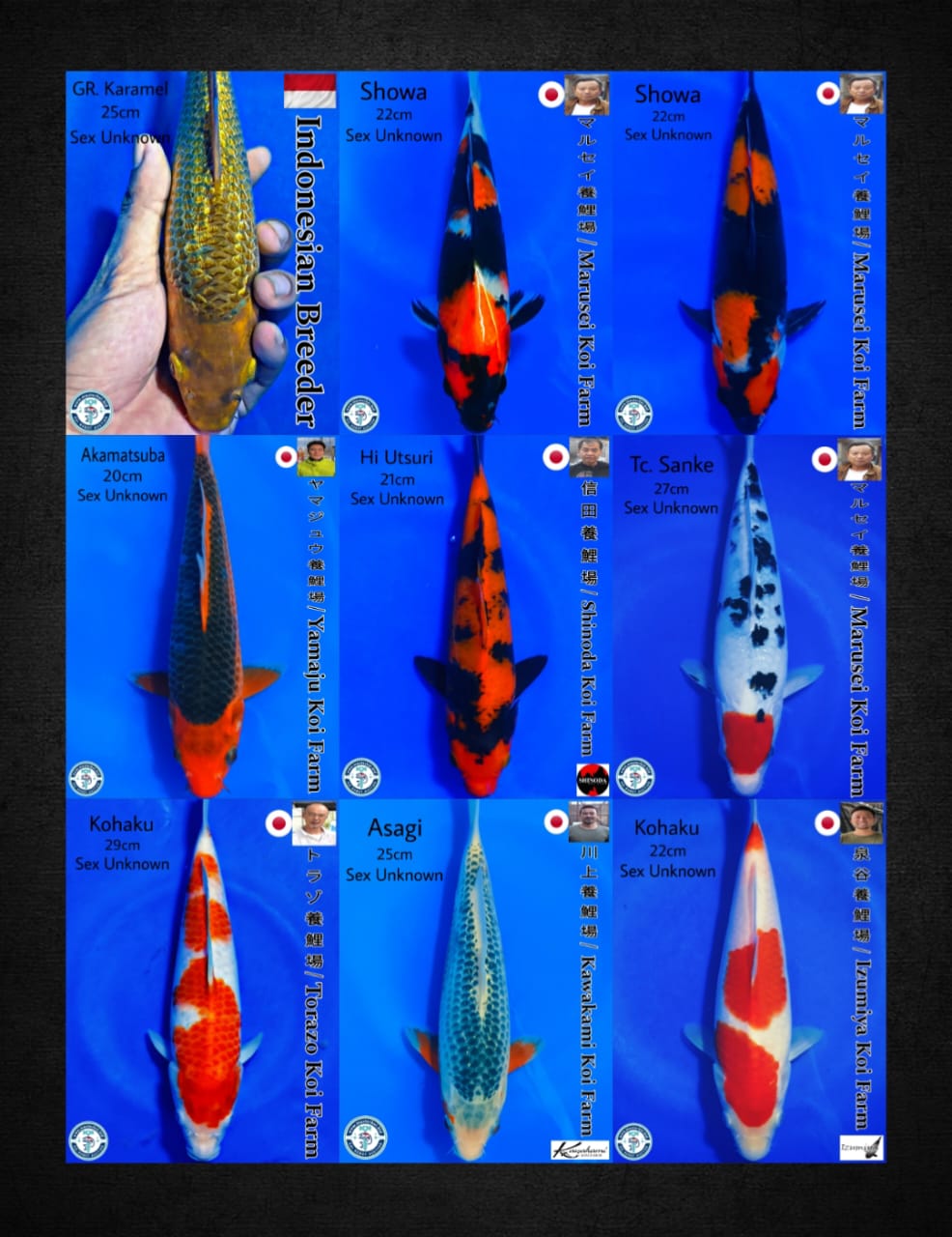 Lelang Koi Online, Jual Beli Ikan Koi, Pasar Koi Terbaik, Agen Lelang Koi, Penawaran Koi Berkualitas, Harga Jual Koi, Lelang Ikan Koi Import, Beli Koi Online, Jual Koi Murah, Koi Showroom, Penjual Koi Terpercaya, Lelang Koi Jakarta, Jual Koi Lokal, Koi Kualitas Unggul, Harga Terbaik Koi, Jual Koi Indukan, Lelang Ikan Hias Koi, Pasar Koi Indonesia, Beli Koi Berkualitas Tinggi, Koi Farm Terbesar, Jual Beli Koi Impor, Lelang Ikan Koi Kualitas Premium, Daftar Harga Koi Terbaru, Pusat Jual Beli Koi, Info Lelang Koi Hari Ini.