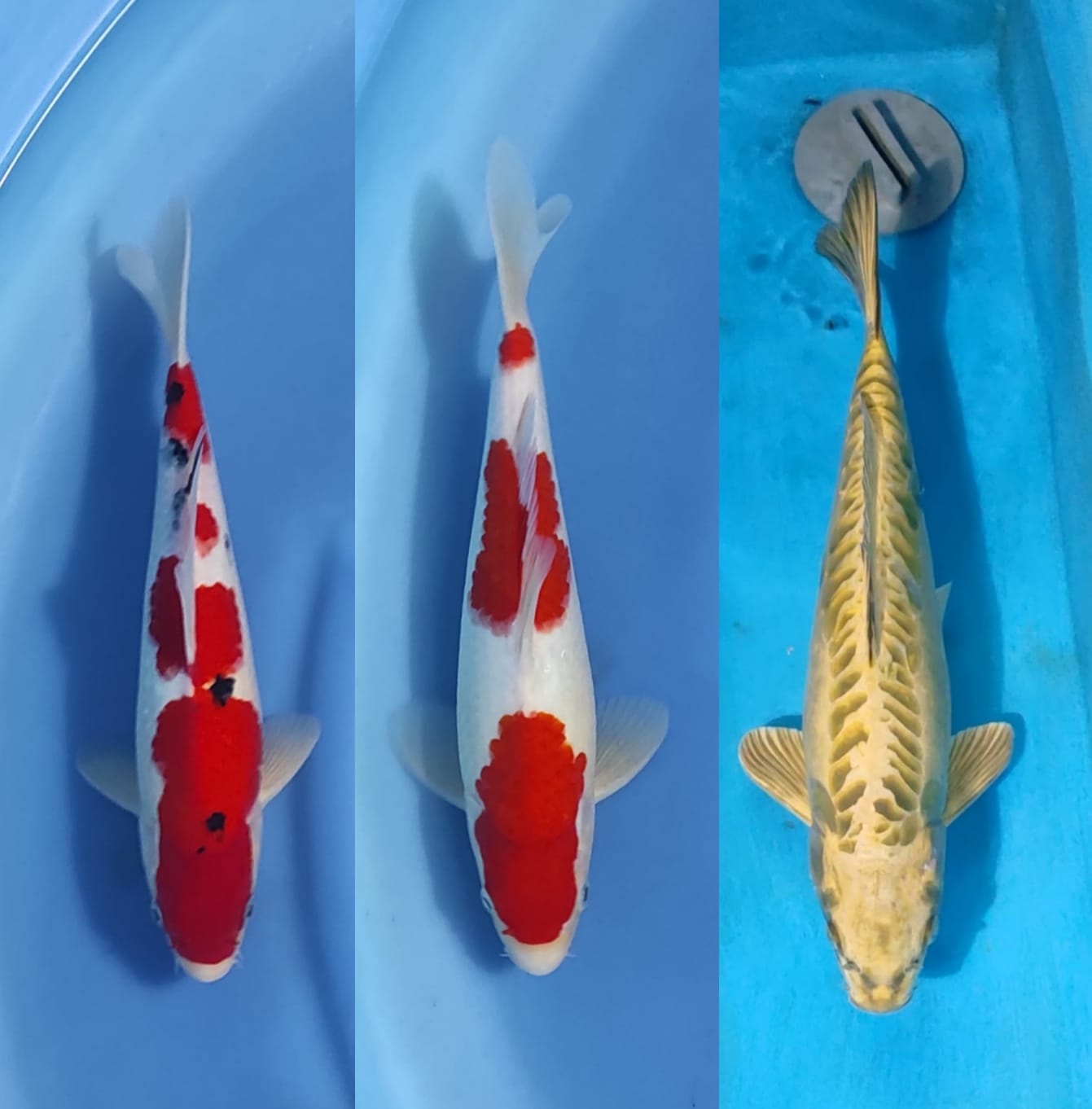 Lelang Koi Online, Jual Beli Ikan Koi, Pasar Koi Terbaik, Agen Lelang Koi, Penawaran Koi Berkualitas, Harga Jual Koi, Lelang Ikan Koi Import, Beli Koi Online, Jual Koi Murah, Koi Showroom, Penjual Koi Terpercaya, Lelang Koi Jakarta, Jual Koi Lokal, Koi Kualitas Unggul, Harga Terbaik Koi, Jual Koi Indukan, Lelang Ikan Hias Koi, Pasar Koi Indonesia, Beli Koi Berkualitas Tinggi, Koi Farm Terbesar, Jual Beli Koi Impor, Lelang Ikan Koi Kualitas Premium, Daftar Harga Koi Terbaru, Pusat Jual Beli Koi, Info Lelang Koi Hari Ini.