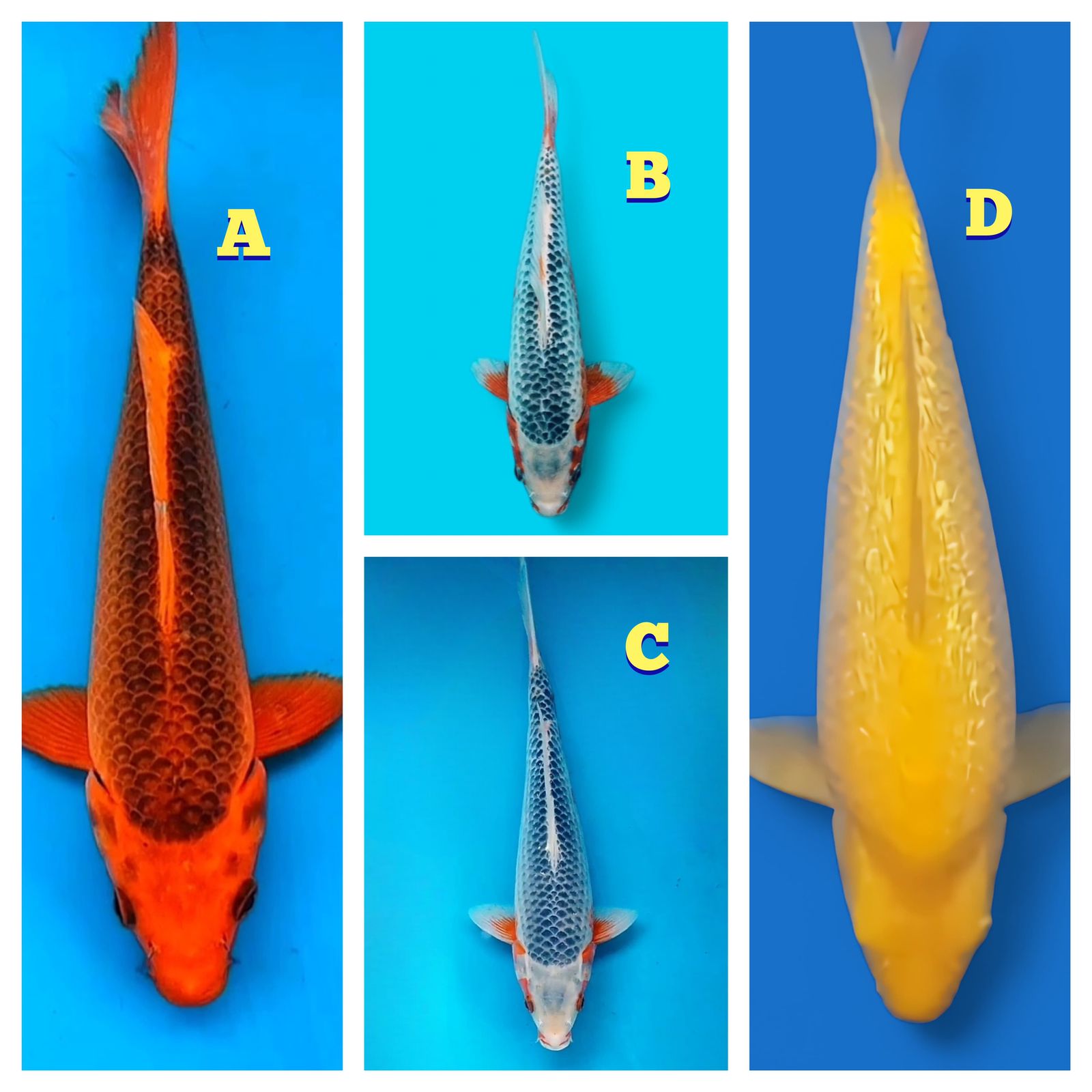 Lelang Koi Online, Jual Beli Ikan Koi, Pasar Koi Terbaik, Agen Lelang Koi, Penawaran Koi Berkualitas, Harga Jual Koi, Lelang Ikan Koi Import, Beli Koi Online, Jual Koi Murah, Koi Showroom, Penjual Koi Terpercaya, Lelang Koi Jakarta, Jual Koi Lokal, Koi Kualitas Unggul, Harga Terbaik Koi, Jual Koi Indukan, Lelang Ikan Hias Koi, Pasar Koi Indonesia, Beli Koi Berkualitas Tinggi, Koi Farm Terbesar, Jual Beli Koi Impor, Lelang Ikan Koi Kualitas Premium, Daftar Harga Koi Terbaru, Pusat Jual Beli Koi, Info Lelang Koi Hari Ini.