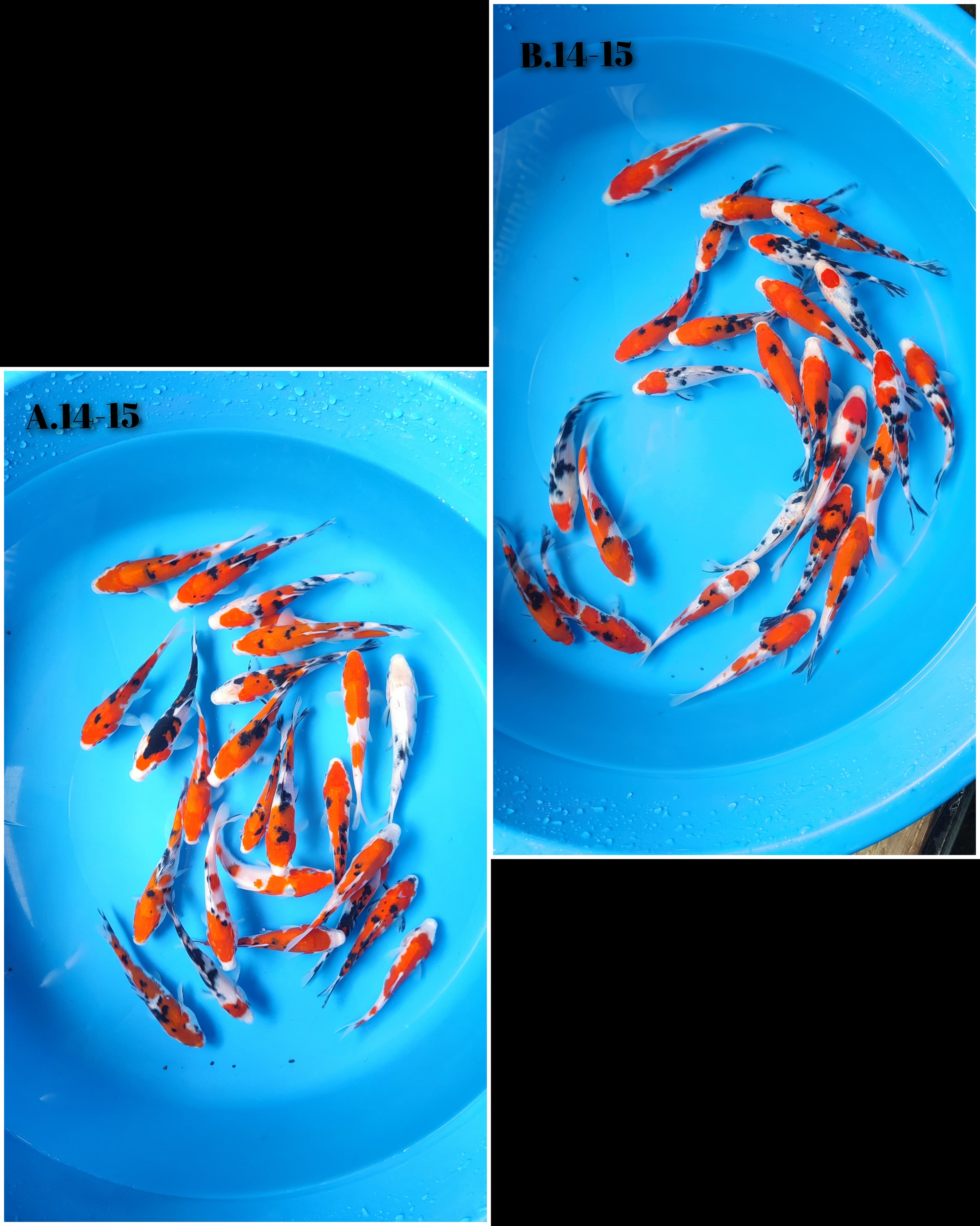 Lelang Koi Online, Jual Beli Ikan Koi, Pasar Koi Terbaik, Agen Lelang Koi, Penawaran Koi Berkualitas, Harga Jual Koi, Lelang Ikan Koi Import, Beli Koi Online, Jual Koi Murah, Koi Showroom, Penjual Koi Terpercaya, Lelang Koi Jakarta, Jual Koi Lokal, Koi Kualitas Unggul, Harga Terbaik Koi, Jual Koi Indukan, Lelang Ikan Hias Koi, Pasar Koi Indonesia, Beli Koi Berkualitas Tinggi, Koi Farm Terbesar, Jual Beli Koi Impor, Lelang Ikan Koi Kualitas Premium, Daftar Harga Koi Terbaru, Pusat Jual Beli Koi, Info Lelang Koi Hari Ini.