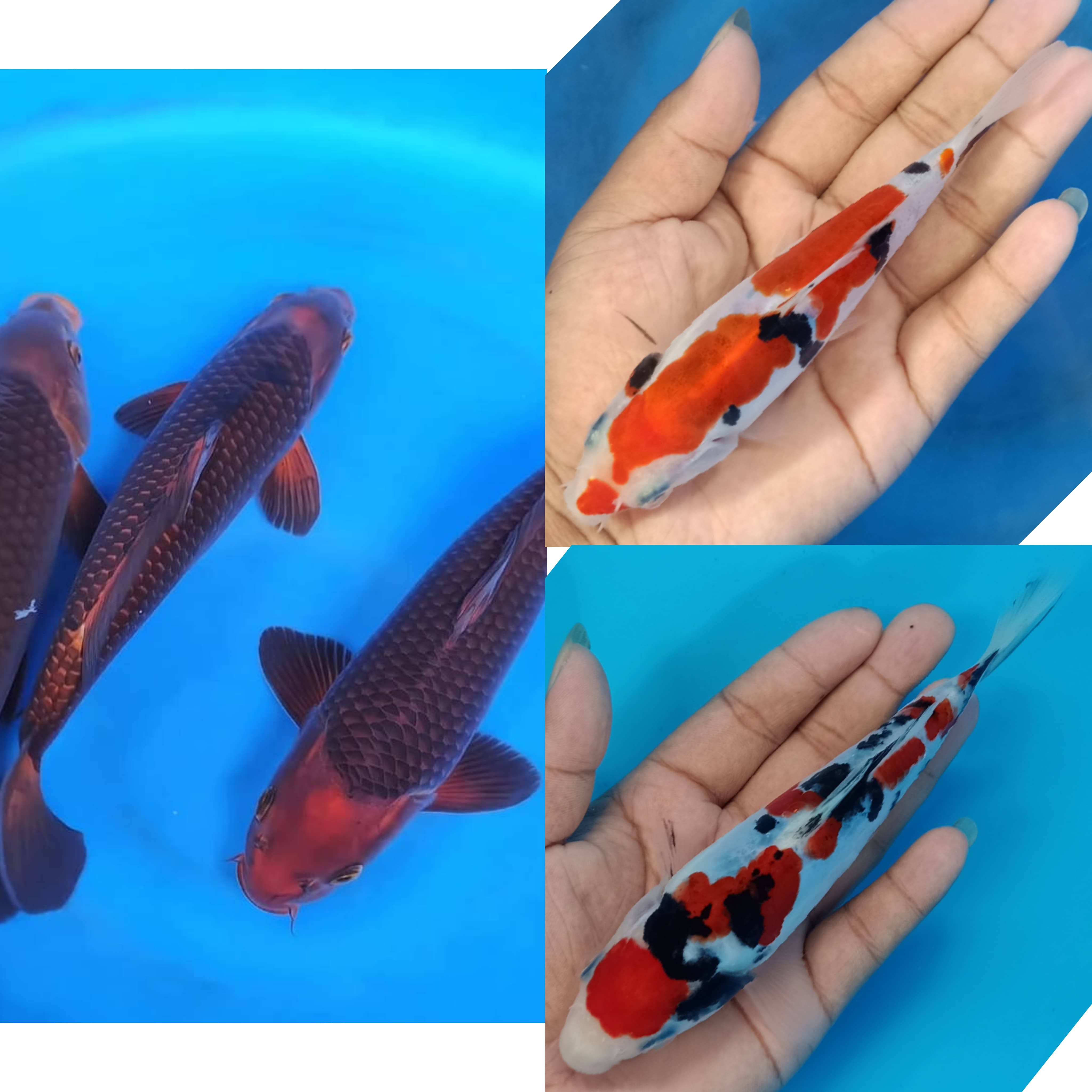 Lelang Koi Online, Jual Beli Ikan Koi, Pasar Koi Terbaik, Agen Lelang Koi, Penawaran Koi Berkualitas, Harga Jual Koi, Lelang Ikan Koi Import, Beli Koi Online, Jual Koi Murah, Koi Showroom, Penjual Koi Terpercaya, Lelang Koi Jakarta, Jual Koi Lokal, Koi Kualitas Unggul, Harga Terbaik Koi, Jual Koi Indukan, Lelang Ikan Hias Koi, Pasar Koi Indonesia, Beli Koi Berkualitas Tinggi, Koi Farm Terbesar, Jual Beli Koi Impor, Lelang Ikan Koi Kualitas Premium, Daftar Harga Koi Terbaru, Pusat Jual Beli Koi, Info Lelang Koi Hari Ini.