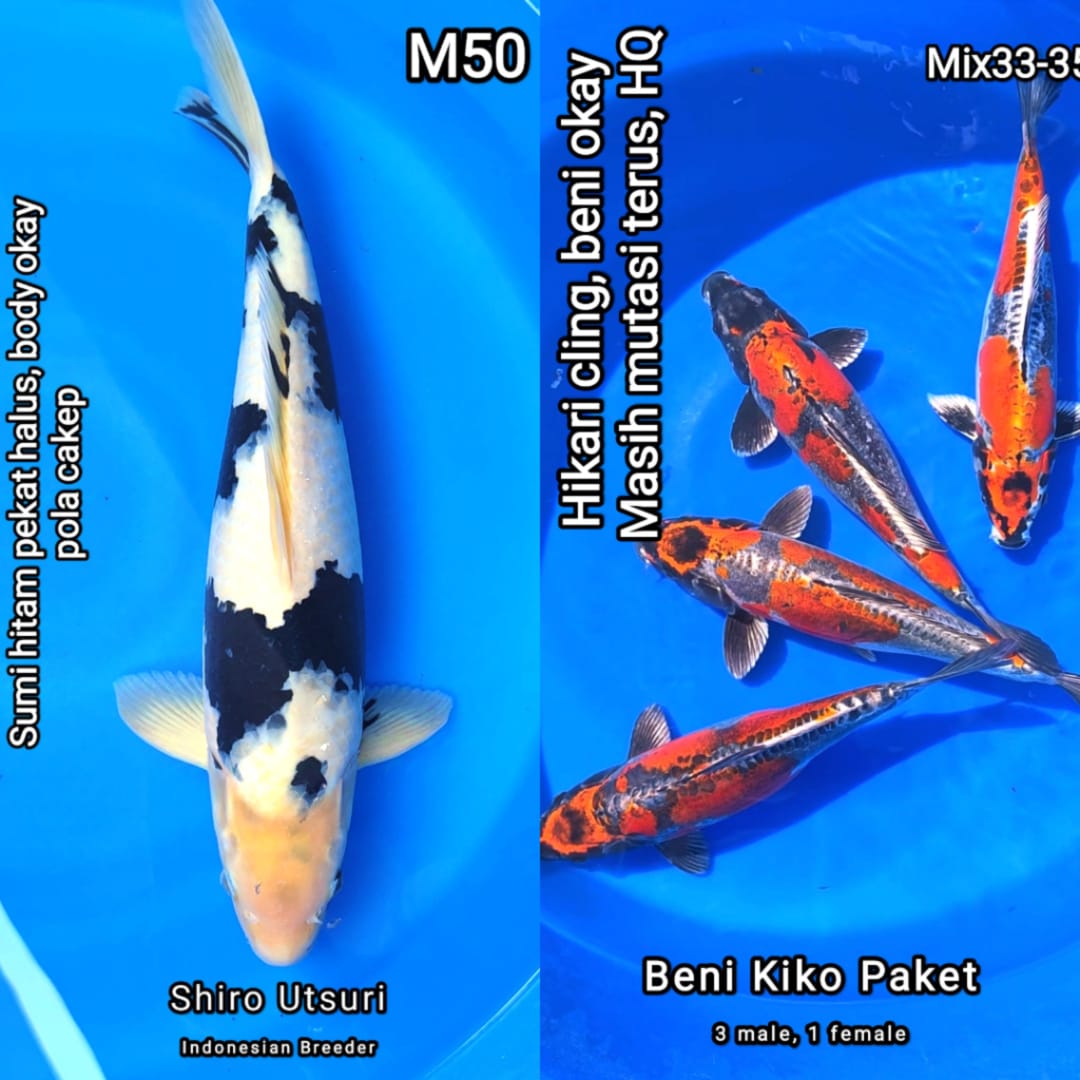 Lelang Koi Online, Jual Beli Ikan Koi, Pasar Koi Terbaik, Agen Lelang Koi, Penawaran Koi Berkualitas, Harga Jual Koi, Lelang Ikan Koi Import, Beli Koi Online, Jual Koi Murah, Koi Showroom, Penjual Koi Terpercaya, Lelang Koi Jakarta, Jual Koi Lokal, Koi Kualitas Unggul, Harga Terbaik Koi, Jual Koi Indukan, Lelang Ikan Hias Koi, Pasar Koi Indonesia, Beli Koi Berkualitas Tinggi, Koi Farm Terbesar, Jual Beli Koi Impor, Lelang Ikan Koi Kualitas Premium, Daftar Harga Koi Terbaru, Pusat Jual Beli Koi, Info Lelang Koi Hari Ini.