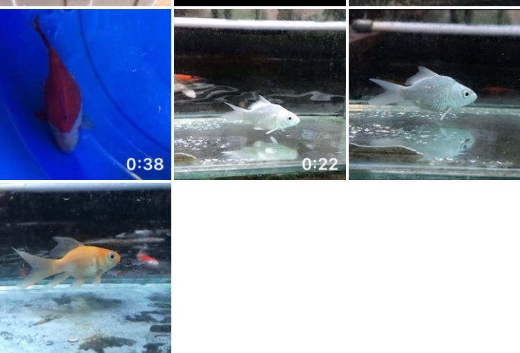 Lelang Koi Online, Jual Beli Ikan Koi, Pasar Koi Terbaik, Agen Lelang Koi, Penawaran Koi Berkualitas, Harga Jual Koi, Lelang Ikan Koi Import, Beli Koi Online, Jual Koi Murah, Koi Showroom, Penjual Koi Terpercaya, Lelang Koi Jakarta, Jual Koi Lokal, Koi Kualitas Unggul, Harga Terbaik Koi, Jual Koi Indukan, Lelang Ikan Hias Koi, Pasar Koi Indonesia, Beli Koi Berkualitas Tinggi, Koi Farm Terbesar, Jual Beli Koi Impor, Lelang Ikan Koi Kualitas Premium, Daftar Harga Koi Terbaru, Pusat Jual Beli Koi, Info Lelang Koi Hari Ini.