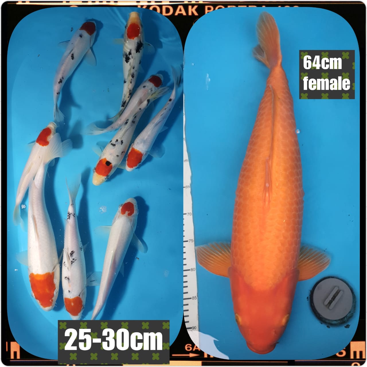 Lelang Koi Online, Jual Beli Ikan Koi, Pasar Koi Terbaik, Agen Lelang Koi, Penawaran Koi Berkualitas, Harga Jual Koi, Lelang Ikan Koi Import, Beli Koi Online, Jual Koi Murah, Koi Showroom, Penjual Koi Terpercaya, Lelang Koi Jakarta, Jual Koi Lokal, Koi Kualitas Unggul, Harga Terbaik Koi, Jual Koi Indukan, Lelang Ikan Hias Koi, Pasar Koi Indonesia, Beli Koi Berkualitas Tinggi, Koi Farm Terbesar, Jual Beli Koi Impor, Lelang Ikan Koi Kualitas Premium, Daftar Harga Koi Terbaru, Pusat Jual Beli Koi, Info Lelang Koi Hari Ini.