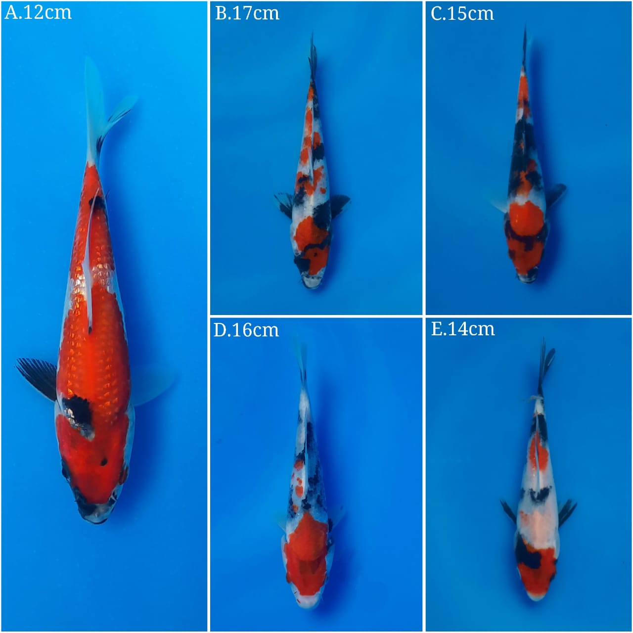 Lelang Koi Online, Jual Beli Ikan Koi, Pasar Koi Terbaik, Agen Lelang Koi, Penawaran Koi Berkualitas, Harga Jual Koi, Lelang Ikan Koi Import, Beli Koi Online, Jual Koi Murah, Koi Showroom, Penjual Koi Terpercaya, Lelang Koi Jakarta, Jual Koi Lokal, Koi Kualitas Unggul, Harga Terbaik Koi, Jual Koi Indukan, Lelang Ikan Hias Koi, Pasar Koi Indonesia, Beli Koi Berkualitas Tinggi, Koi Farm Terbesar, Jual Beli Koi Impor, Lelang Ikan Koi Kualitas Premium, Daftar Harga Koi Terbaru, Pusat Jual Beli Koi, Info Lelang Koi Hari Ini.