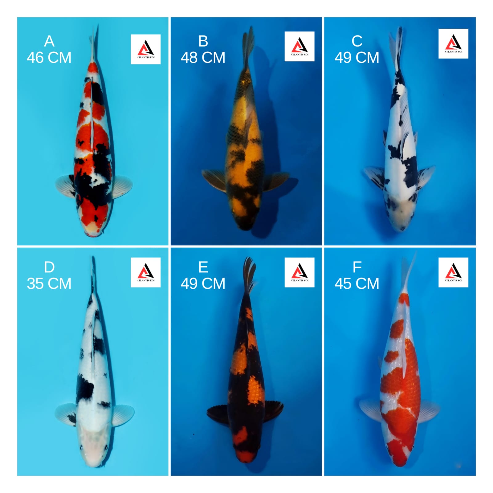 Lelang Koi Online, Jual Beli Ikan Koi, Pasar Koi Terbaik, Agen Lelang Koi, Penawaran Koi Berkualitas, Harga Jual Koi, Lelang Ikan Koi Import, Beli Koi Online, Jual Koi Murah, Koi Showroom, Penjual Koi Terpercaya, Lelang Koi Jakarta, Jual Koi Lokal, Koi Kualitas Unggul, Harga Terbaik Koi, Jual Koi Indukan, Lelang Ikan Hias Koi, Pasar Koi Indonesia, Beli Koi Berkualitas Tinggi, Koi Farm Terbesar, Jual Beli Koi Impor, Lelang Ikan Koi Kualitas Premium, Daftar Harga Koi Terbaru, Pusat Jual Beli Koi, Info Lelang Koi Hari Ini.