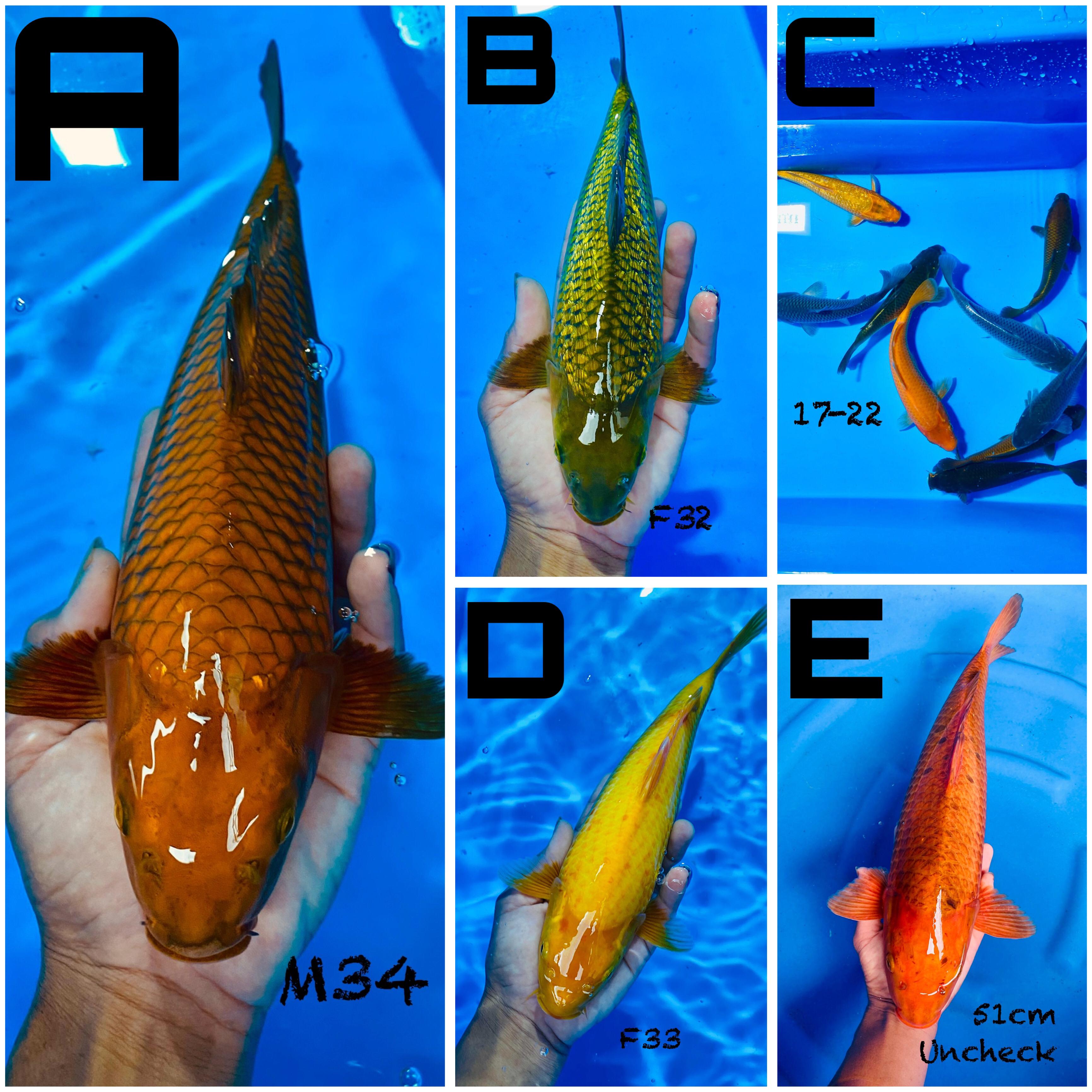 Lelang Koi Online, Jual Beli Ikan Koi, Pasar Koi Terbaik, Agen Lelang Koi, Penawaran Koi Berkualitas, Harga Jual Koi, Lelang Ikan Koi Import, Beli Koi Online, Jual Koi Murah, Koi Showroom, Penjual Koi Terpercaya, Lelang Koi Jakarta, Jual Koi Lokal, Koi Kualitas Unggul, Harga Terbaik Koi, Jual Koi Indukan, Lelang Ikan Hias Koi, Pasar Koi Indonesia, Beli Koi Berkualitas Tinggi, Koi Farm Terbesar, Jual Beli Koi Impor, Lelang Ikan Koi Kualitas Premium, Daftar Harga Koi Terbaru, Pusat Jual Beli Koi, Info Lelang Koi Hari Ini.