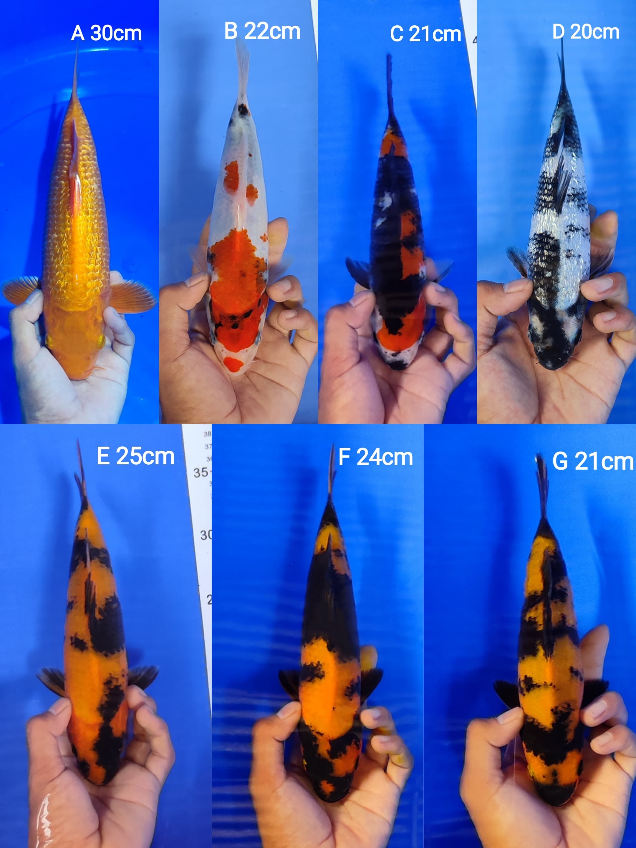 Lelang Koi Online, Jual Beli Ikan Koi, Pasar Koi Terbaik, Agen Lelang Koi, Penawaran Koi Berkualitas, Harga Jual Koi, Lelang Ikan Koi Import, Beli Koi Online, Jual Koi Murah, Koi Showroom, Penjual Koi Terpercaya, Lelang Koi Jakarta, Jual Koi Lokal, Koi Kualitas Unggul, Harga Terbaik Koi, Jual Koi Indukan, Lelang Ikan Hias Koi, Pasar Koi Indonesia, Beli Koi Berkualitas Tinggi, Koi Farm Terbesar, Jual Beli Koi Impor, Lelang Ikan Koi Kualitas Premium, Daftar Harga Koi Terbaru, Pusat Jual Beli Koi, Info Lelang Koi Hari Ini.